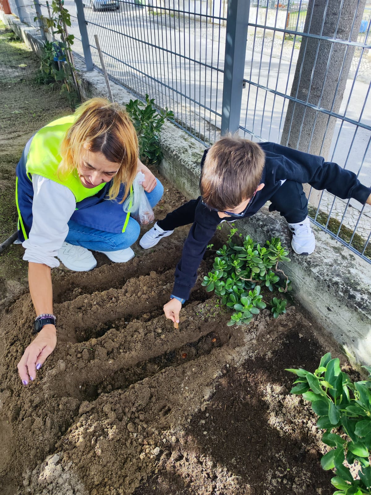 Plantação de favas.