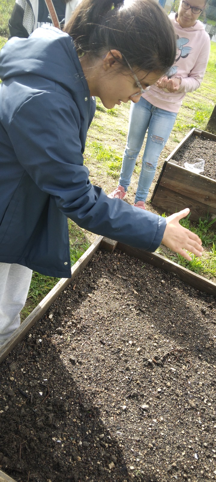 As alunas da Educação Especial encontram-se prontas para semear os orégãos. Depois de prepararem a terra com cuidado, estão agora a dar início a mais uma etapa importante do trabalho na horta escolar.