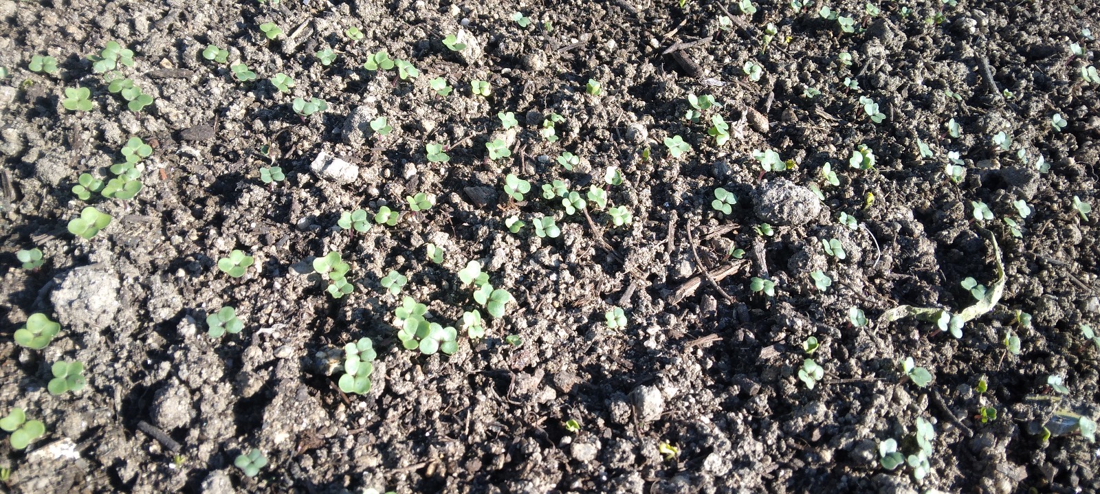 É sempre com enorme satisfação que assistimos ao germinar das nossas plantas, que parecem romper o solo com muita saúde e vitalidade. Este momento representa o resultado do cuidado, da dedicação e do respeito pelos ciclos da natureza.
