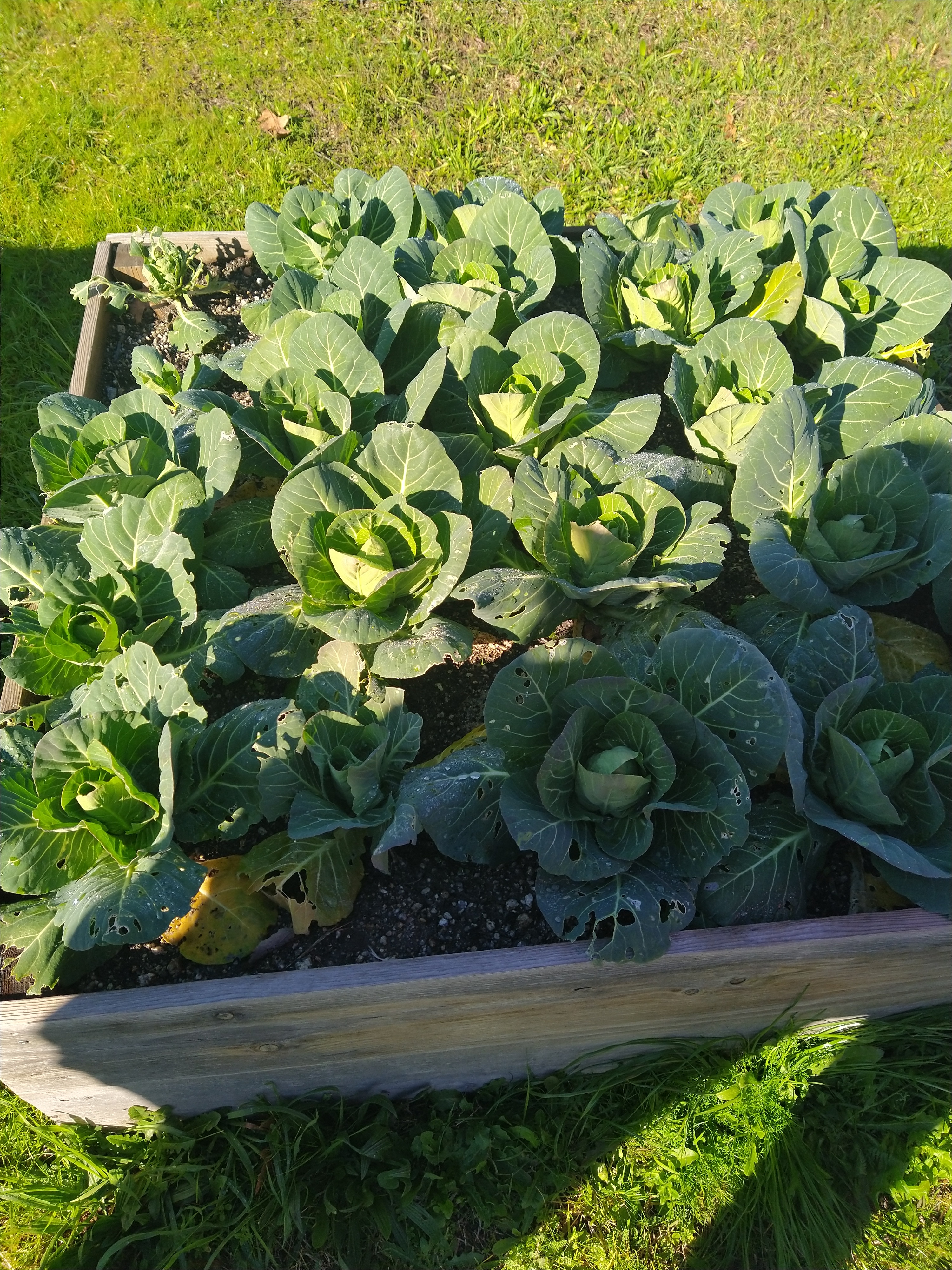 No âmbito do projeto Eco-Escolas, acompanhámos o crescimento das couves tronchudas cultivadas na nossa horta escolar. Ao longo deste processo, aplicámos práticas agrícolas sustentáveis, respeitando o solo, a água e os ciclos naturais das plantas.