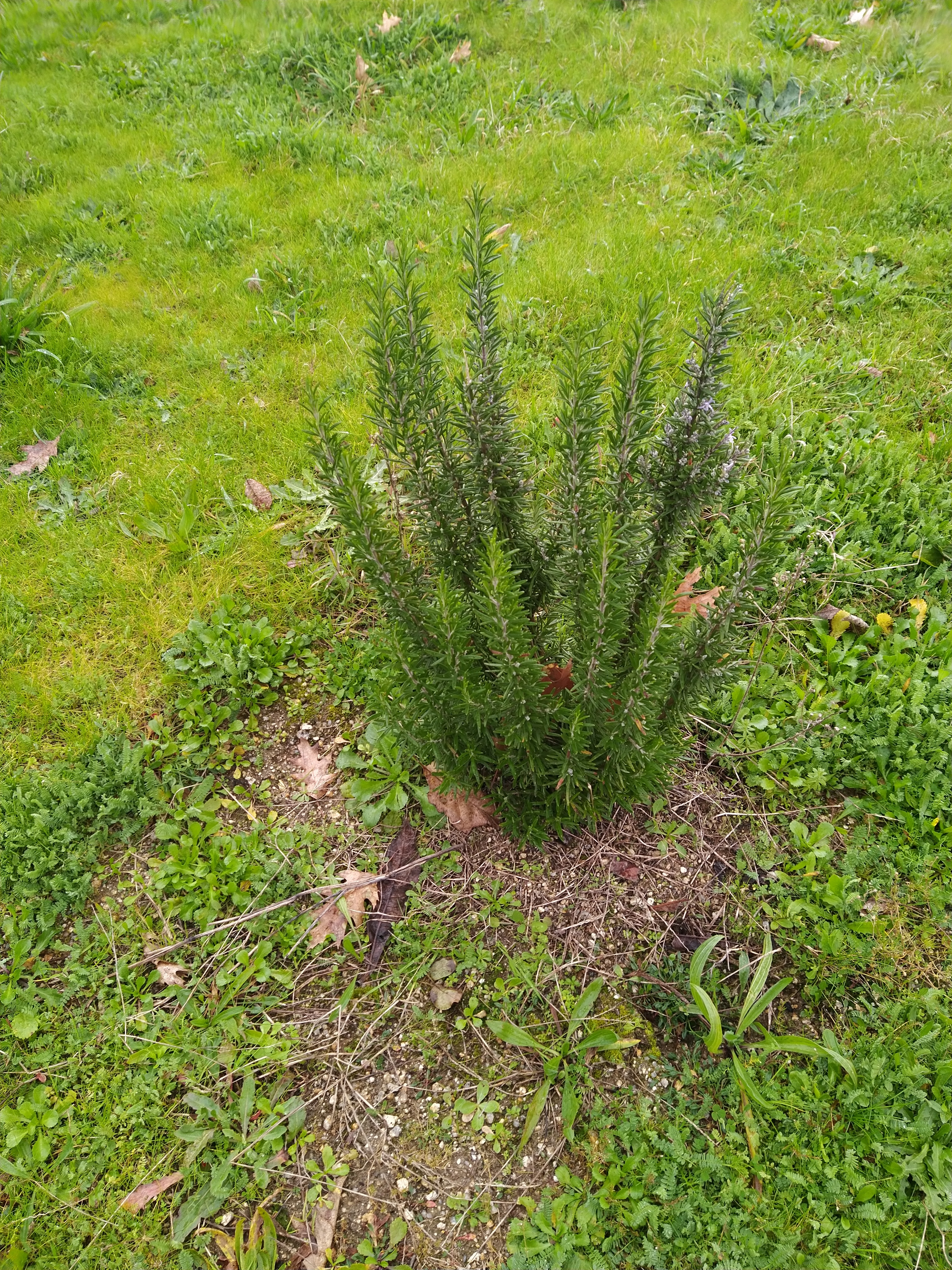 Continuamos a cuidar do nosso alecrim, uma planta aromática muito importante tanto na alimentação como na biodiversidade. Ao longo deste trabalho, temos aprendido a importância da rega adequada, da exposição ao sol e do respeito pelo ritmo natural.