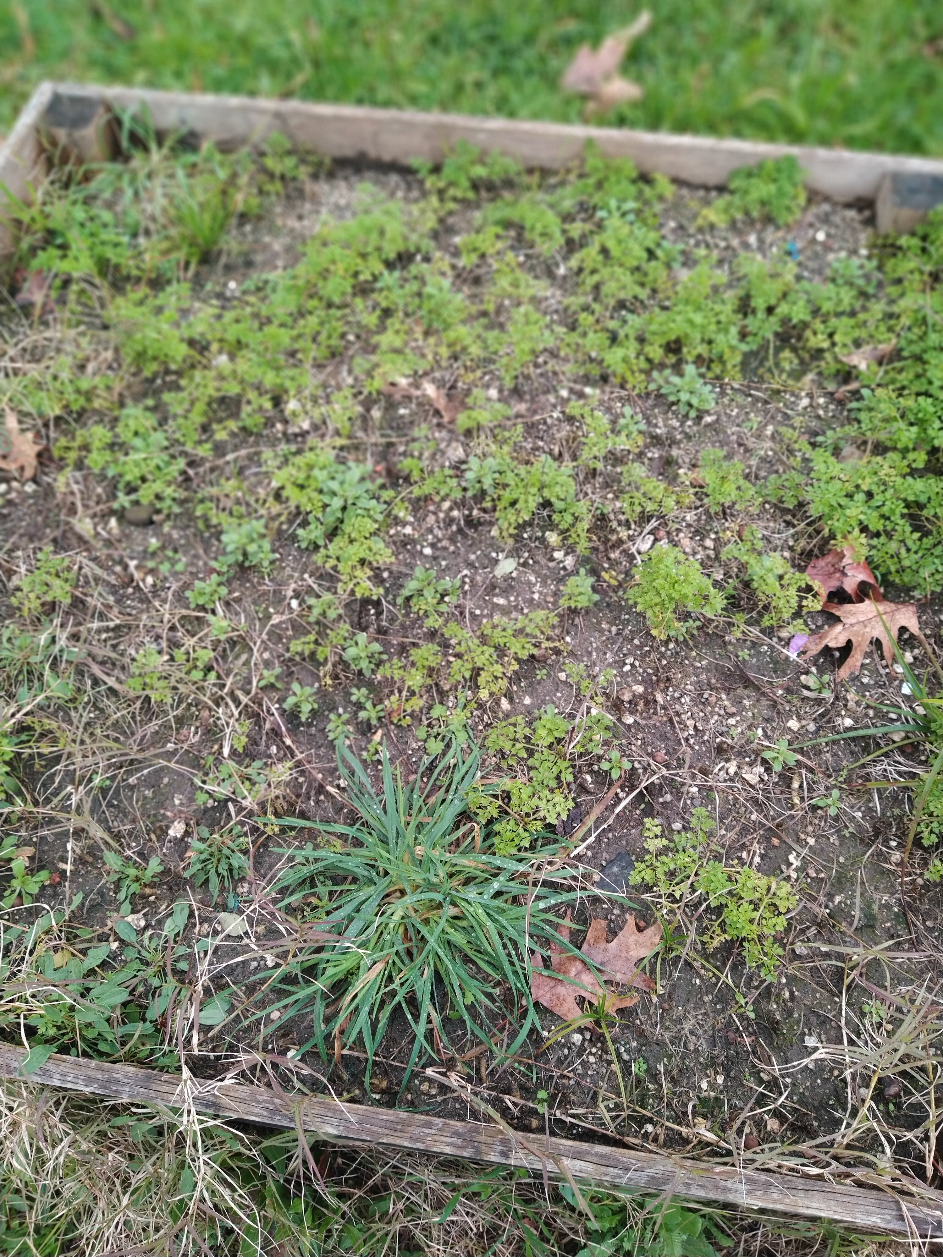 A nossa salsa sentiu os efeitos do gelo que tem caído na nossa zona nos últimos dias. As baixas temperaturas afetaram o seu desenvolvimento, mostrando-nos como as condições climatéricas influenciam diretamente o crescimento das plantas.