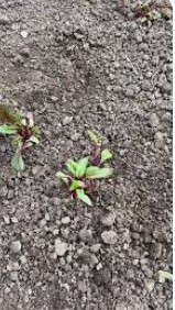 As nossas beterrabas não cresceram como previsto, devido às condições atmosféricas, que não foram as mais favoráveis. Apesar disso, continuamos a aprender com cada experiência na horta e a valorizar todo o processo de cultivo.