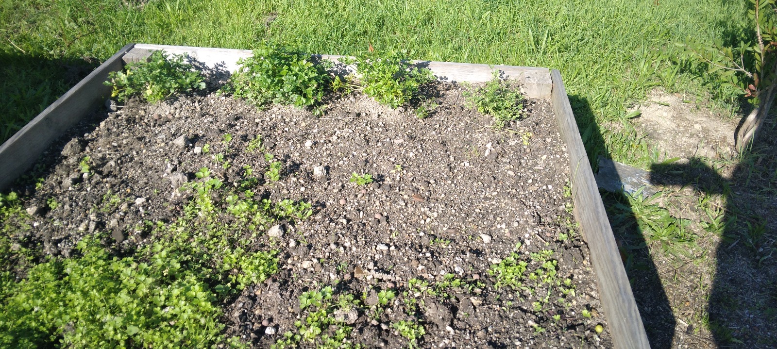 Nem sempre tudo corre como planeado na horta. Este ano, a nossa salsa não nasceu como esperávamos, mas também faz parte da aprendizagem observar os desafios da natureza e compreender que cada planta tem as suas necessidades e o seu ritmo de crescimento.
