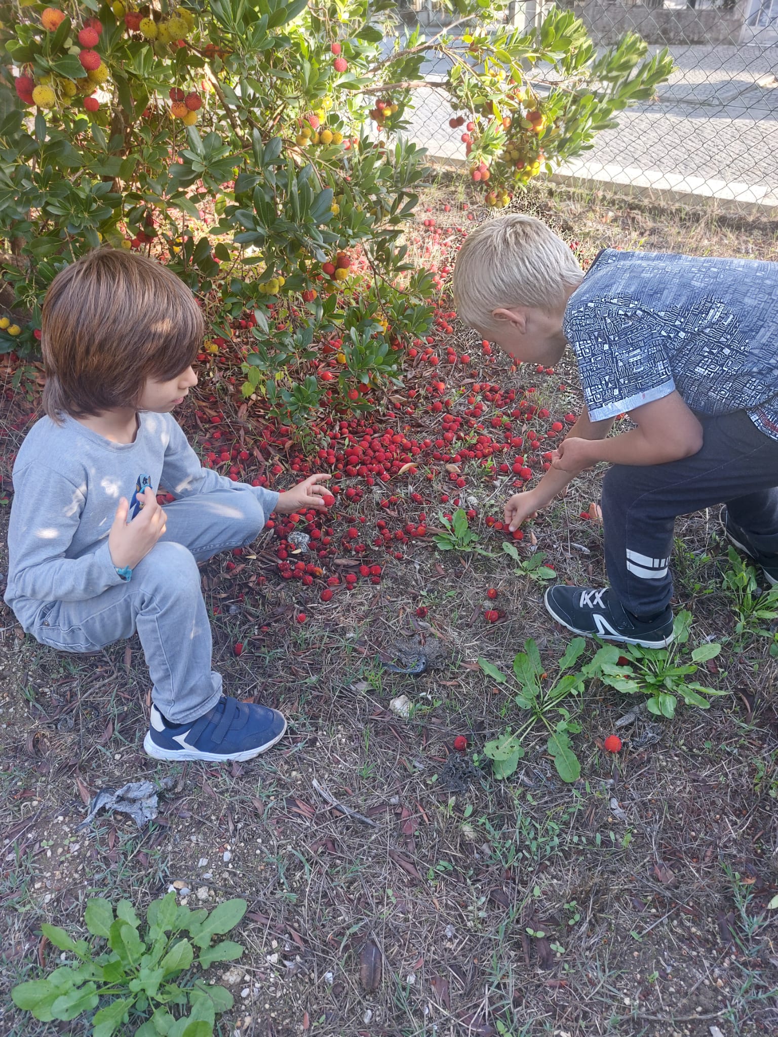 Os alunos foram apanhar medronhos.