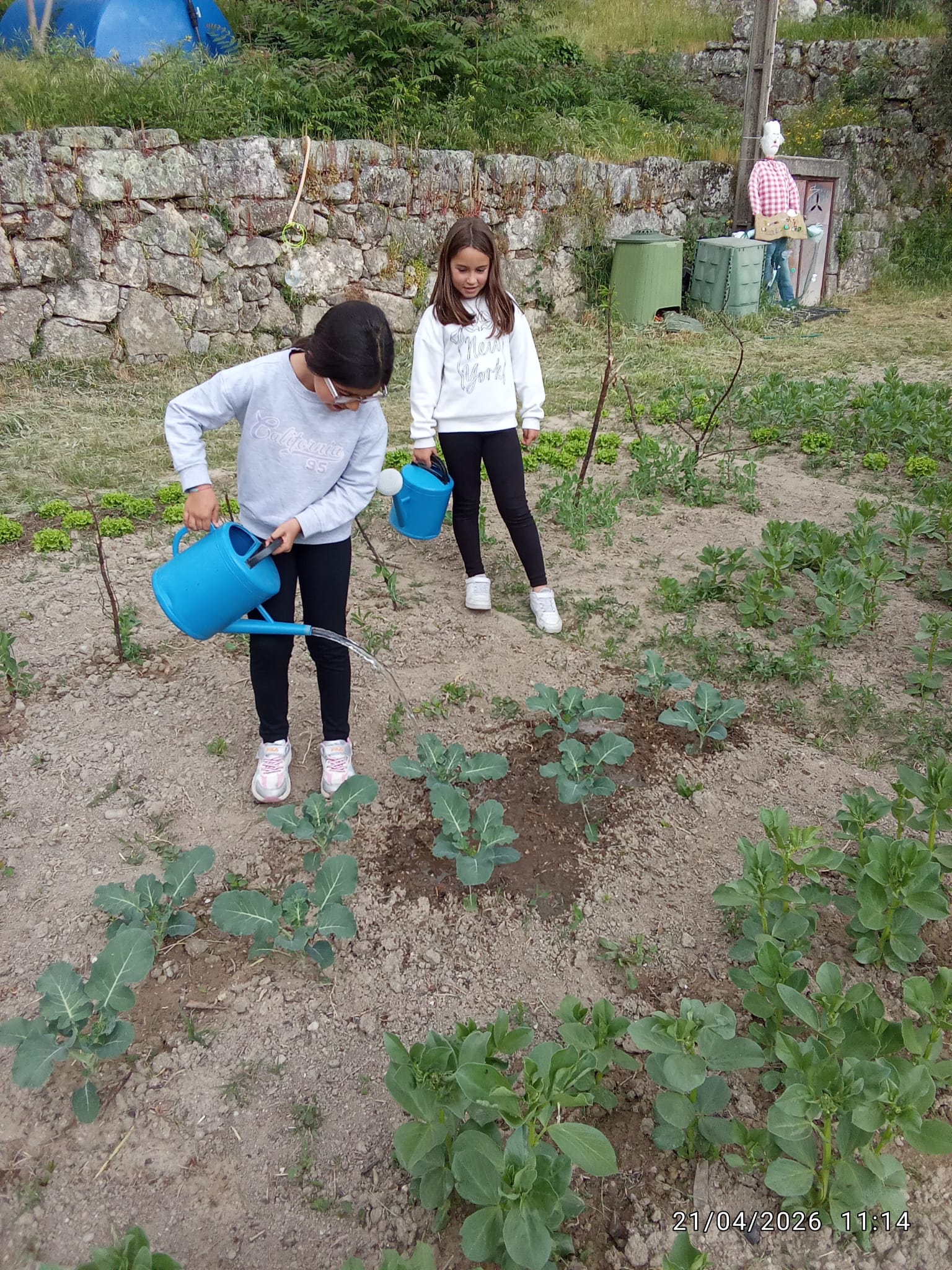 As plantações continuam a crescer, mas precisam de ser cuidadas e regadas.
