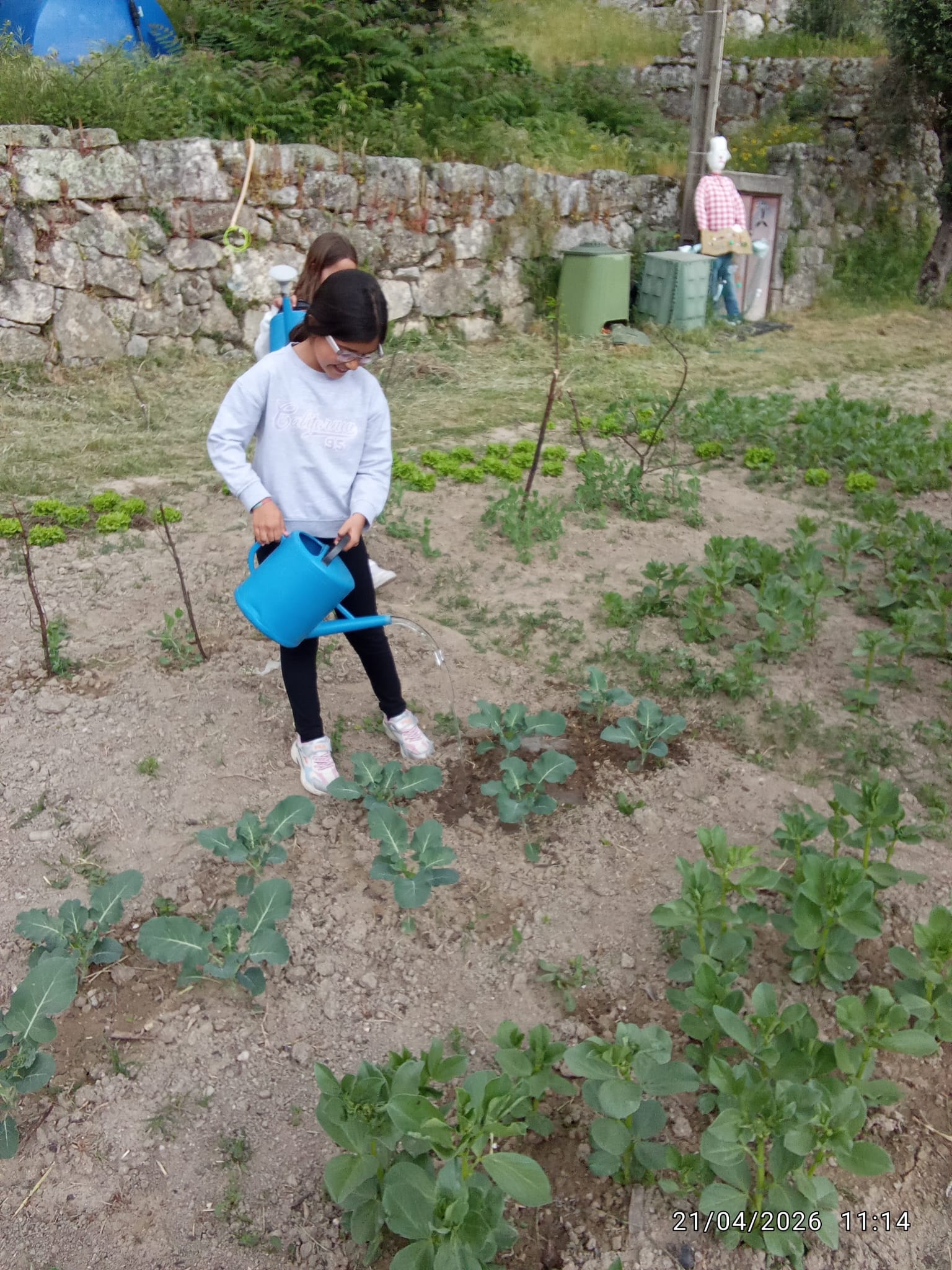 A rega continua com o espantalho atento a proteger a sua horta.