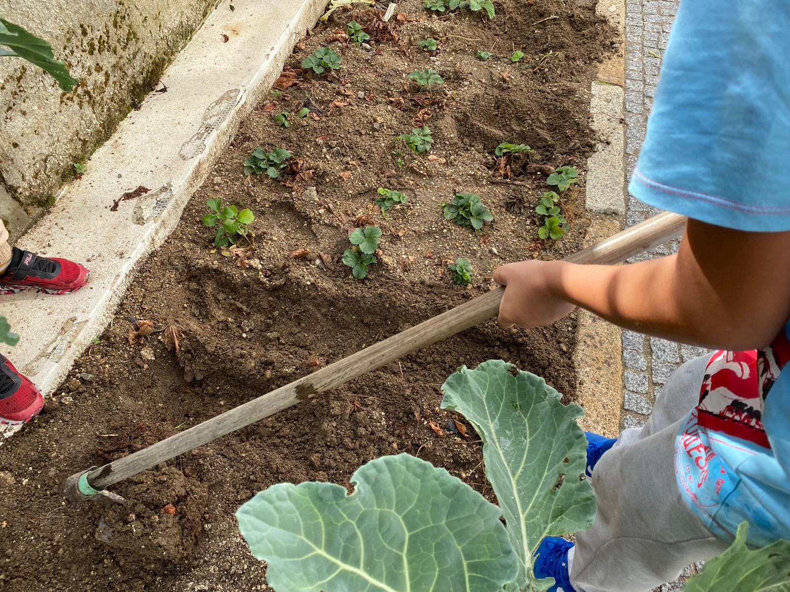 Cuidar do terreno
Neste momento, foi a altura de cuidar do terreno, bem como de alguns morangueiros que ainda permaneciam do ano anterior.