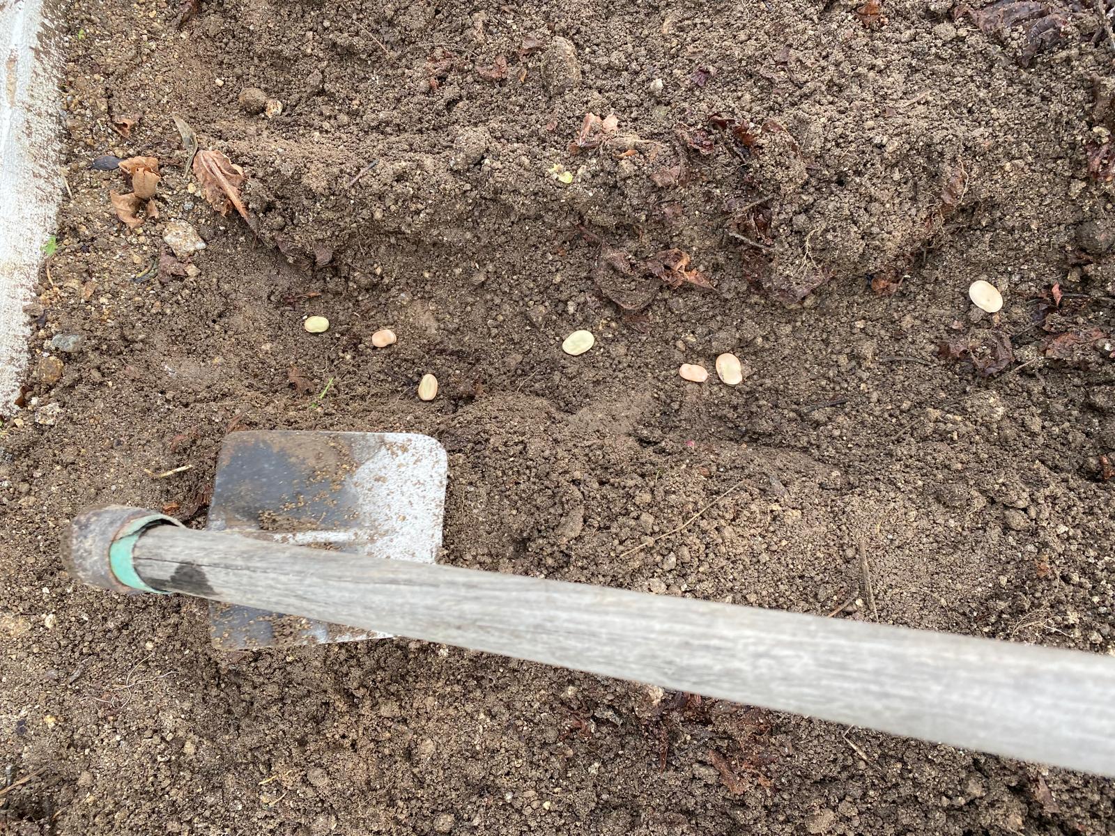 Sementeira: favas
Já com o terreno devidamente preparado, procedeu-se à sementeira de favas.
