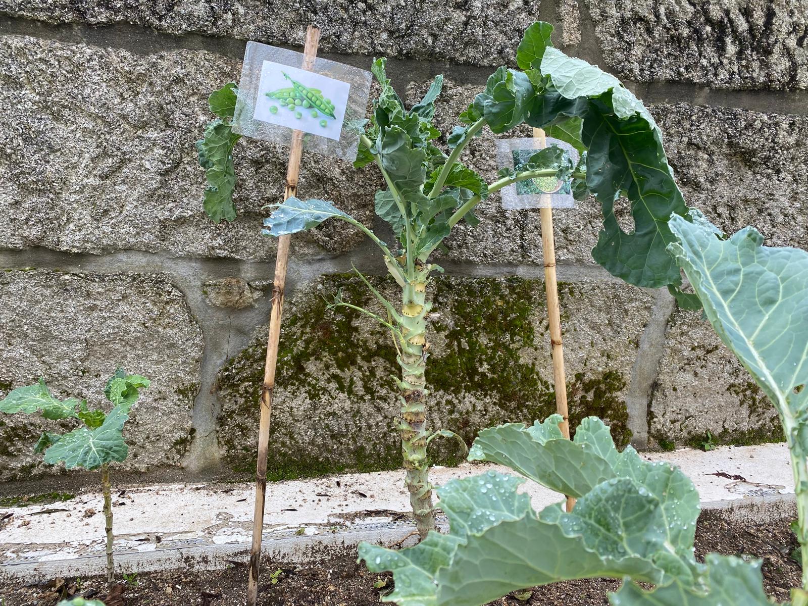 As plantações da horta encontram-se devidamente identificadas.