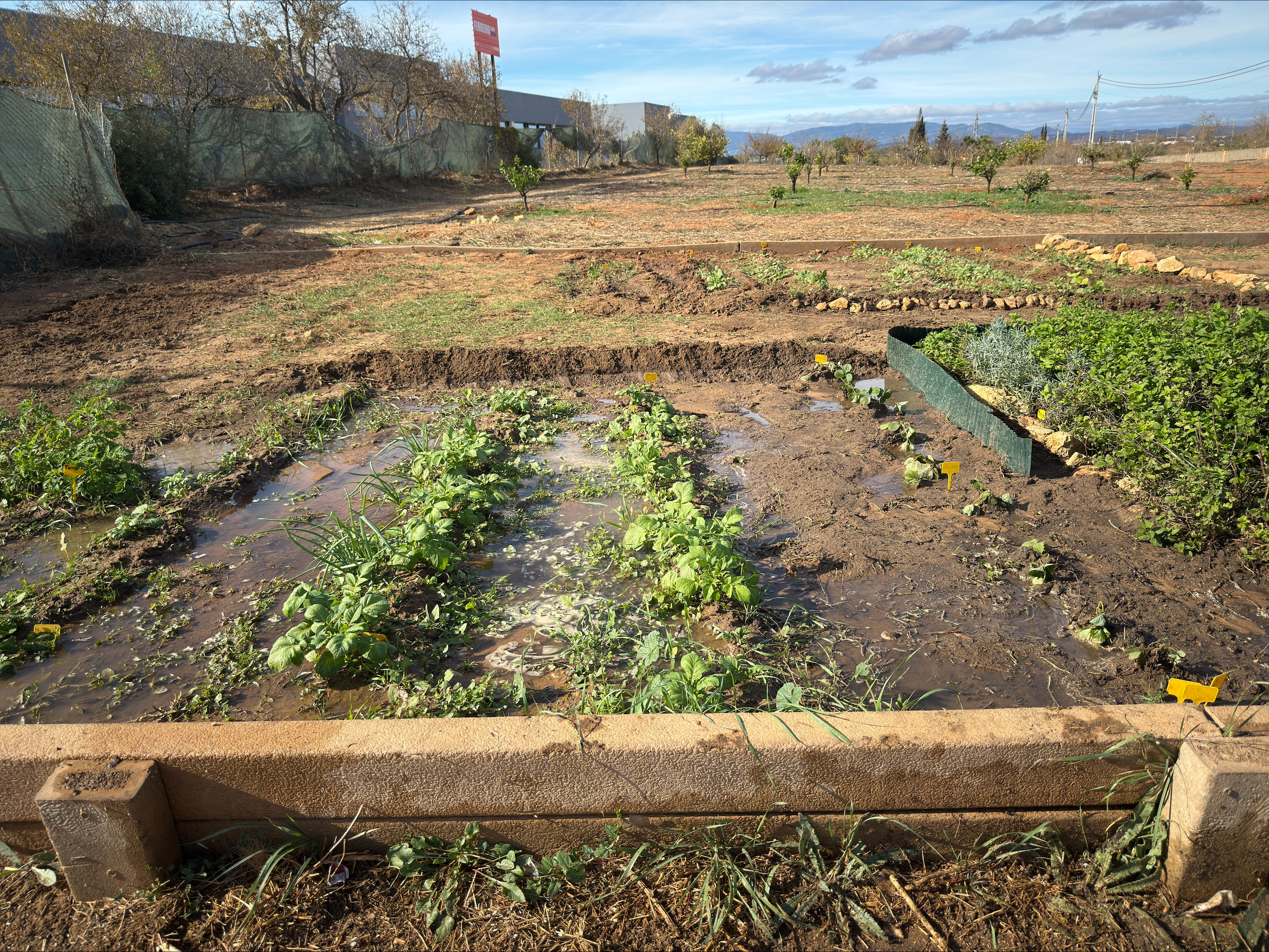 plantação
