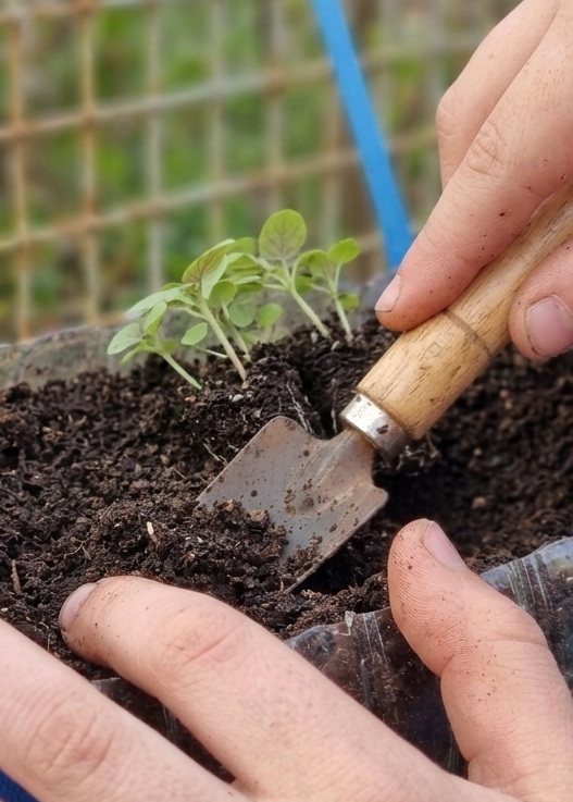 Transplante de algumas sementeiras (em garrafas pequenas para o garrafão suspenso)