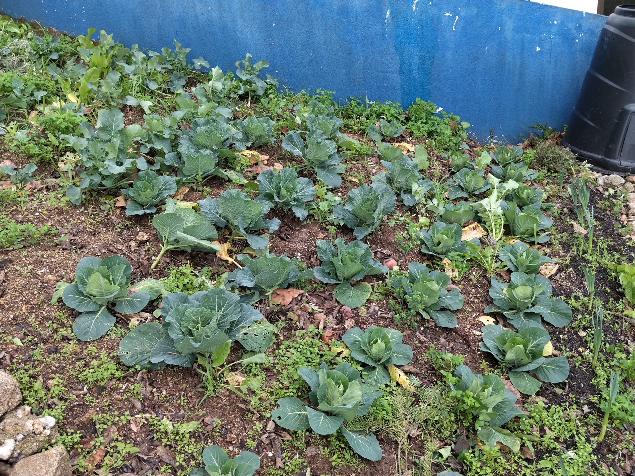 Semear e plantar no inverno....