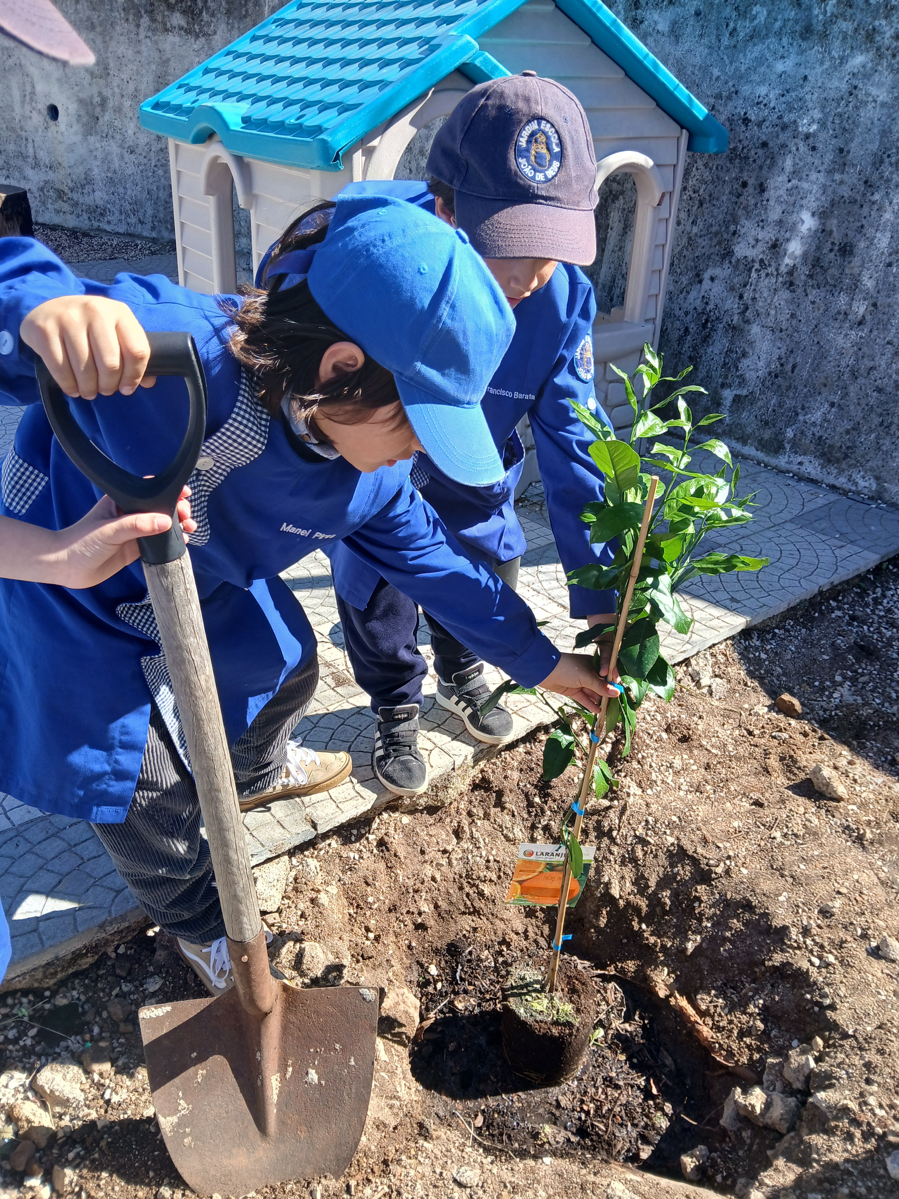 Plantar uma laranjeira