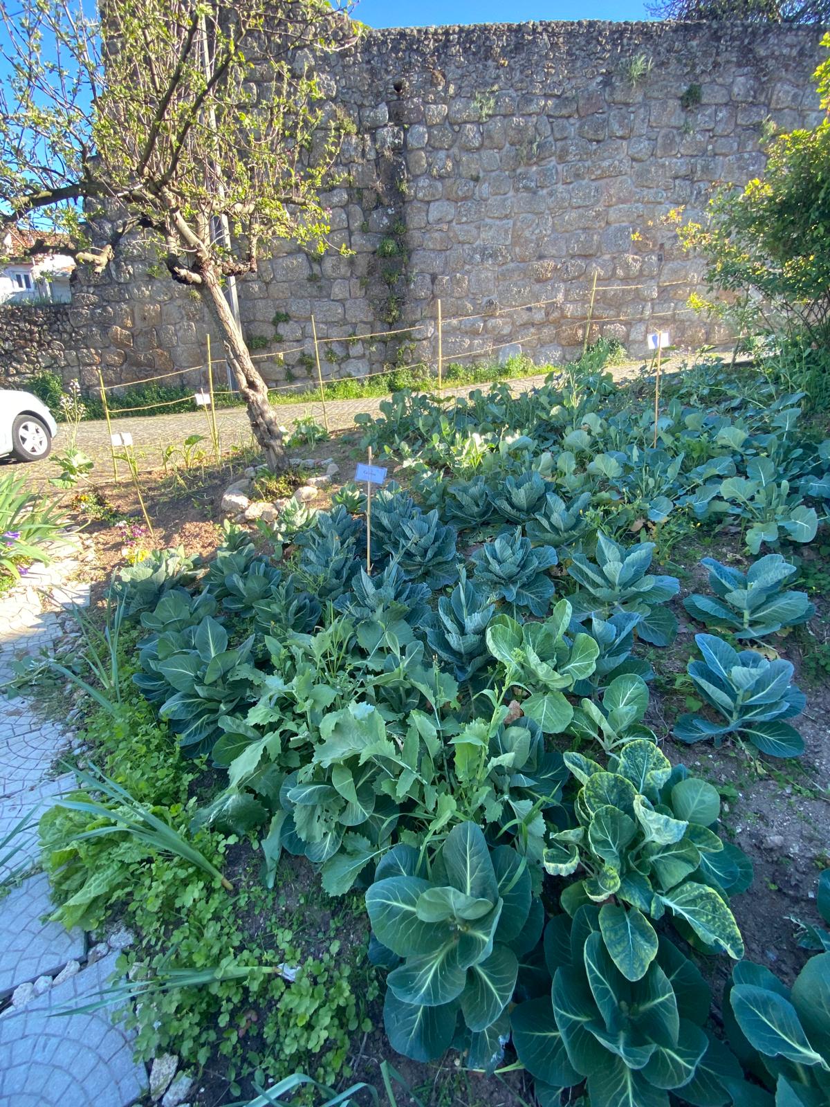 O canteiro das couves