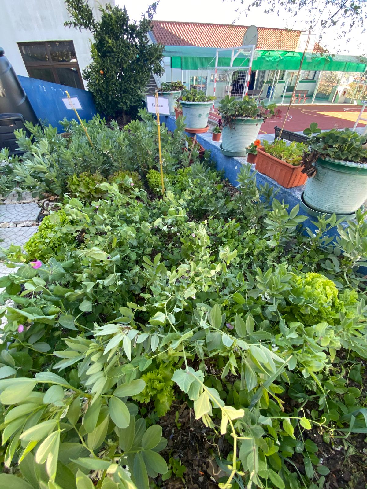 O canteiro das leguminosas(favas e ervilhas) e algumas alfaces