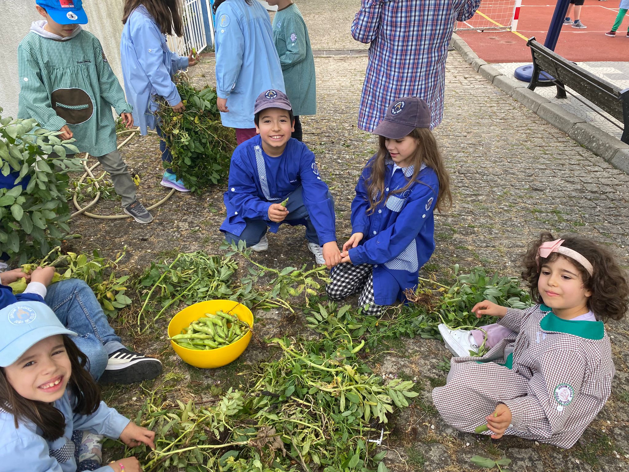 Os alunos retiraram as leguminosas das vagens.