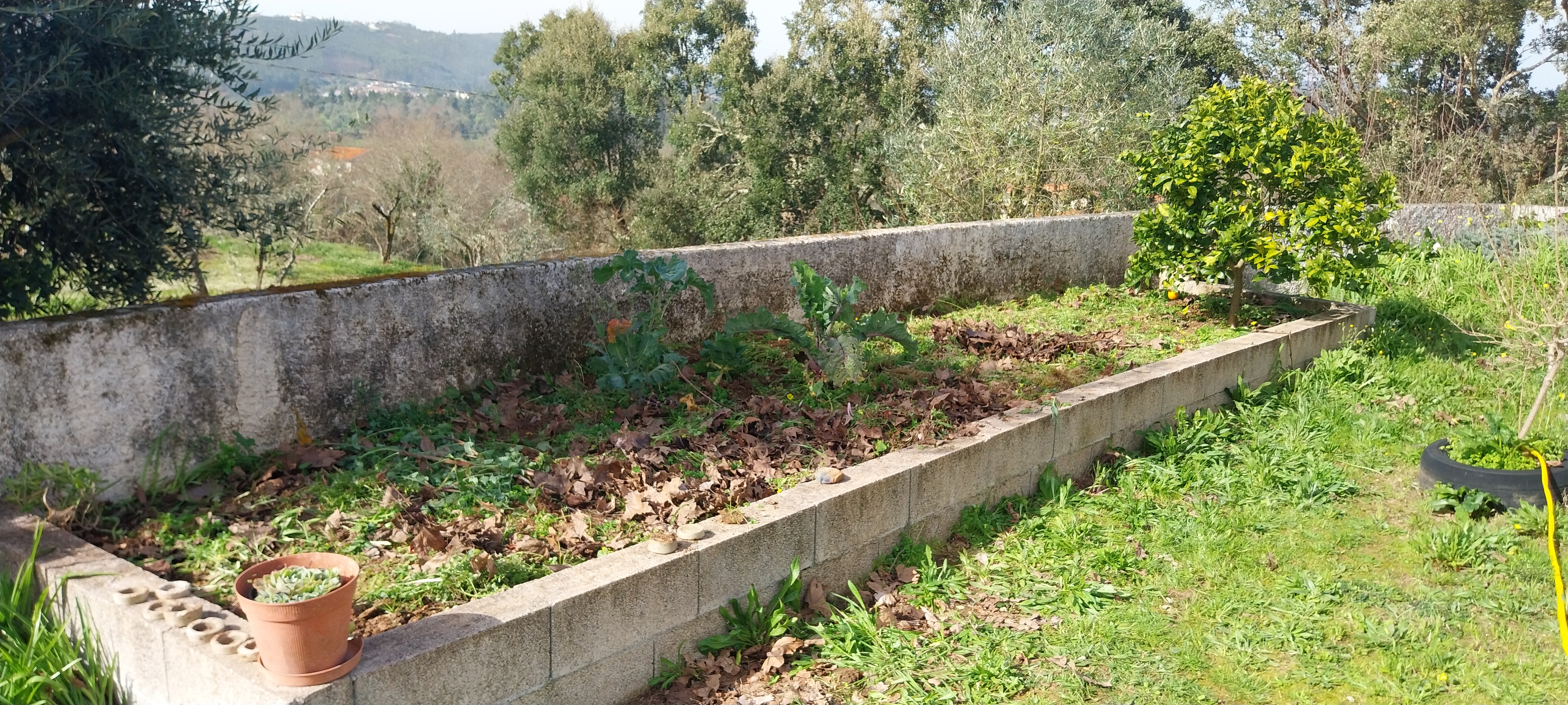 Horta antes da preparação - planeamento.