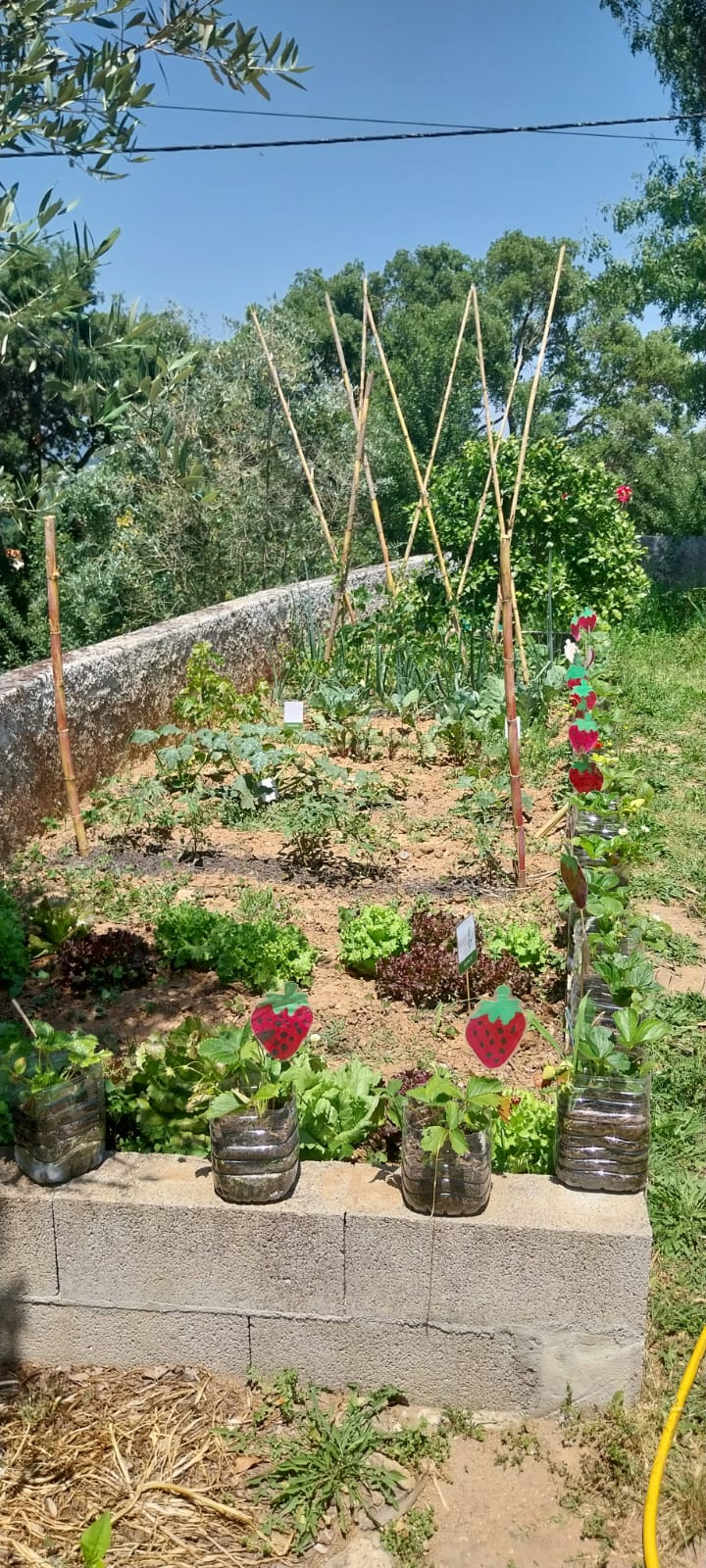 Evolução da horta.