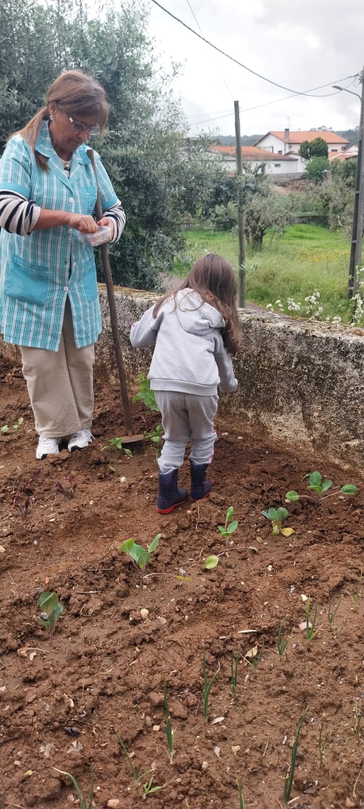 Manutenção da horta - novas sementeiras.