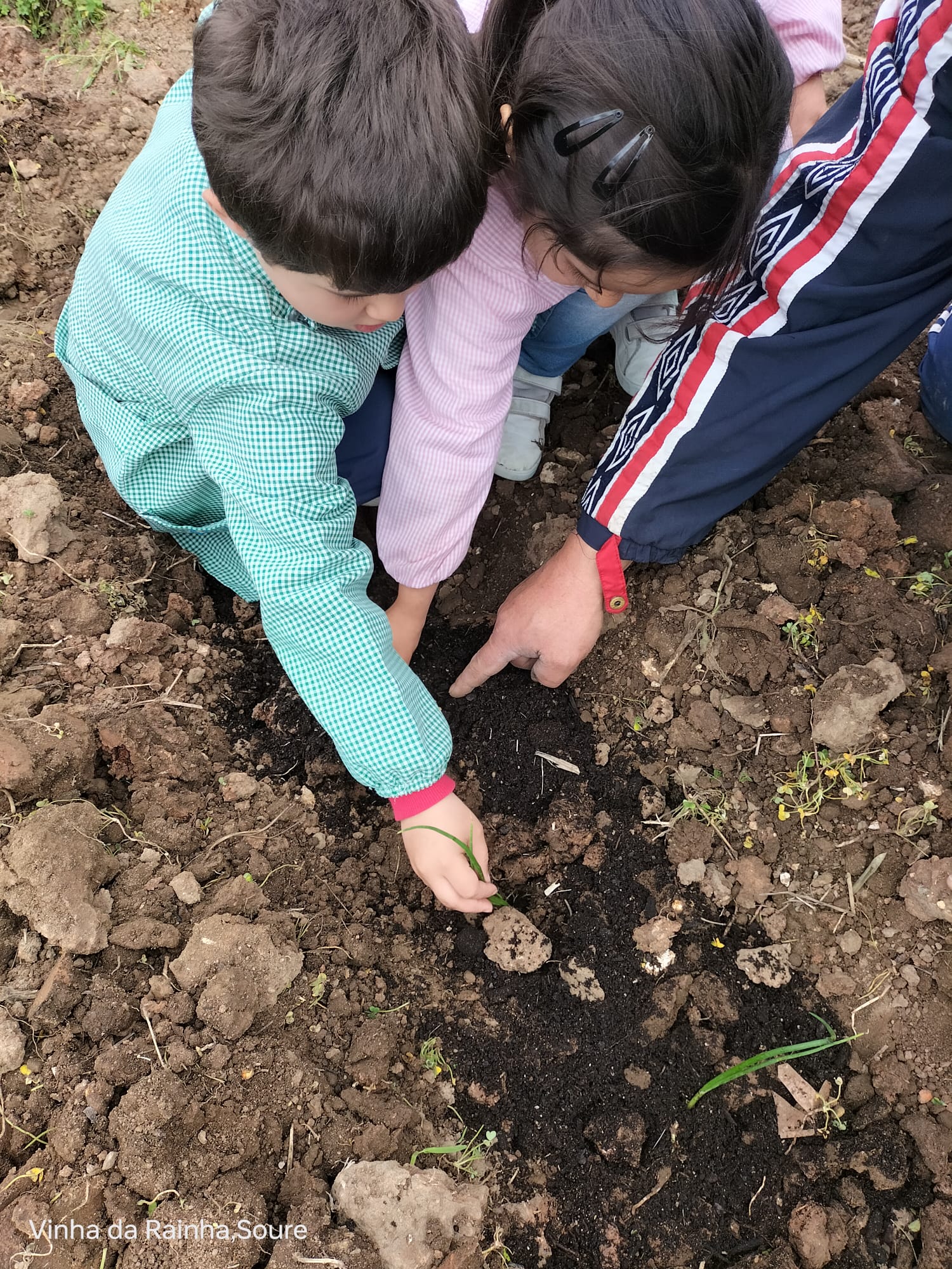 Sementeira após preparação da terra.