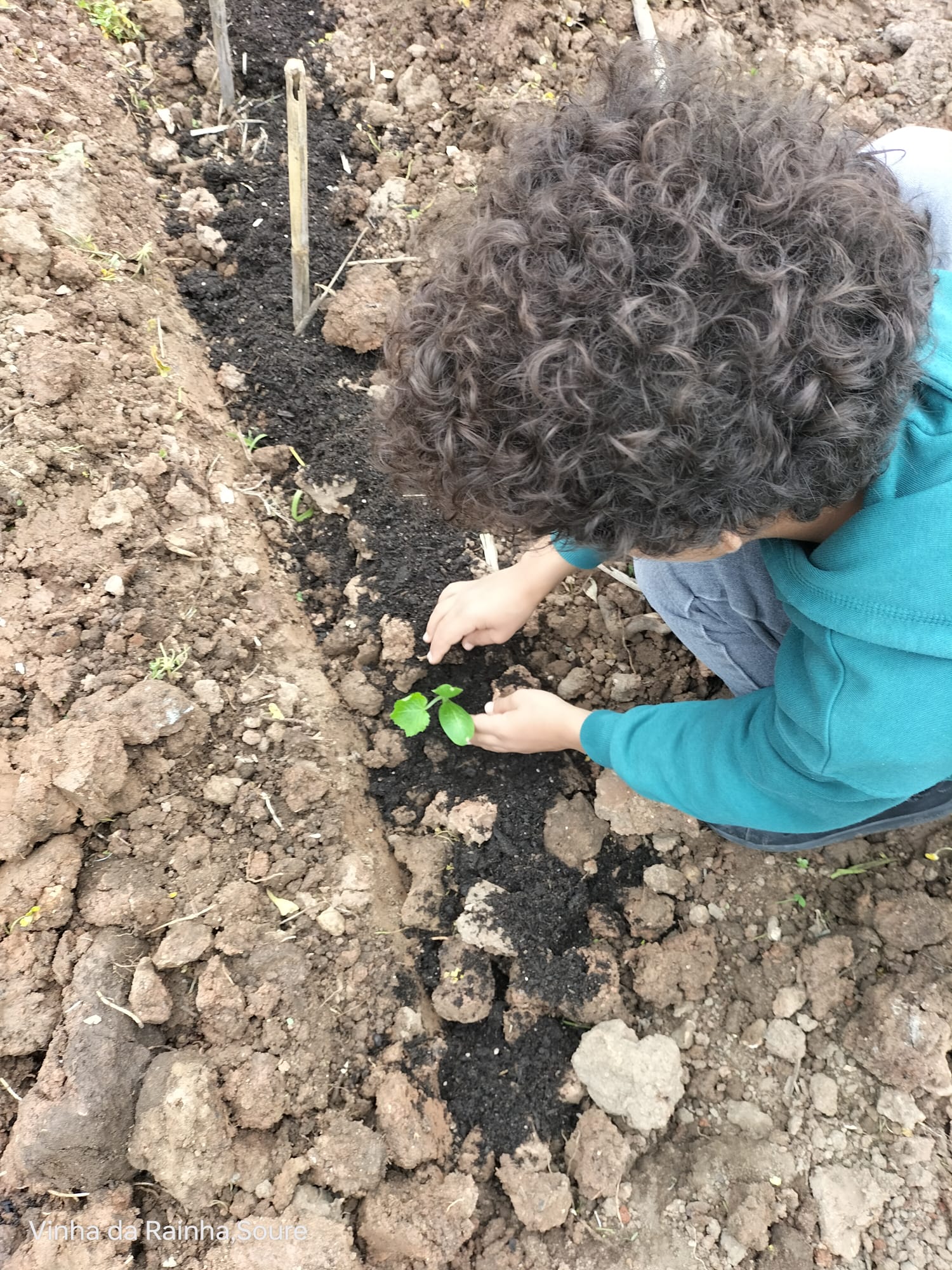 Sementeira após preparação da terra e germinação em sala de aula.