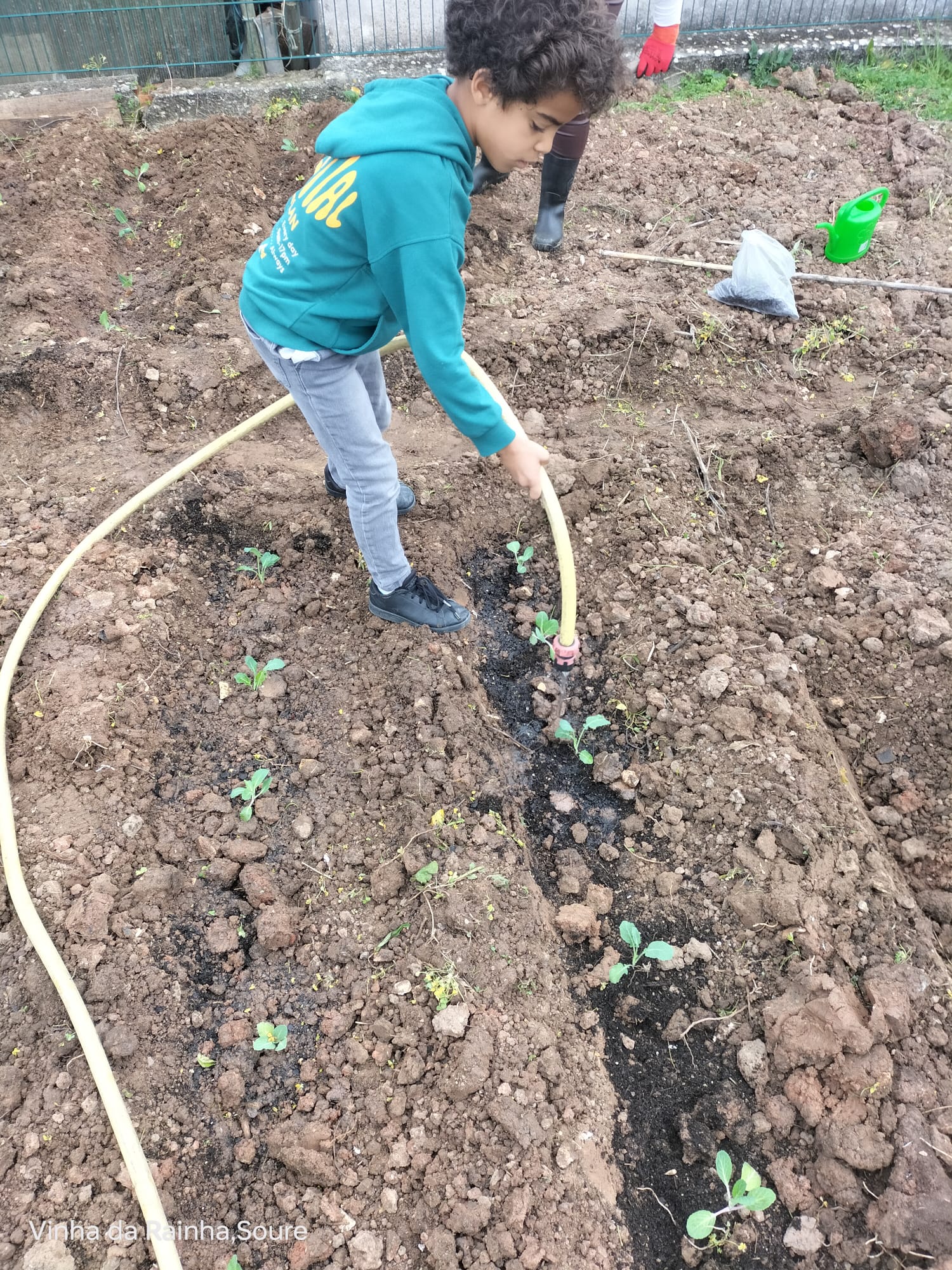 Rega das plantas após sementeira.
