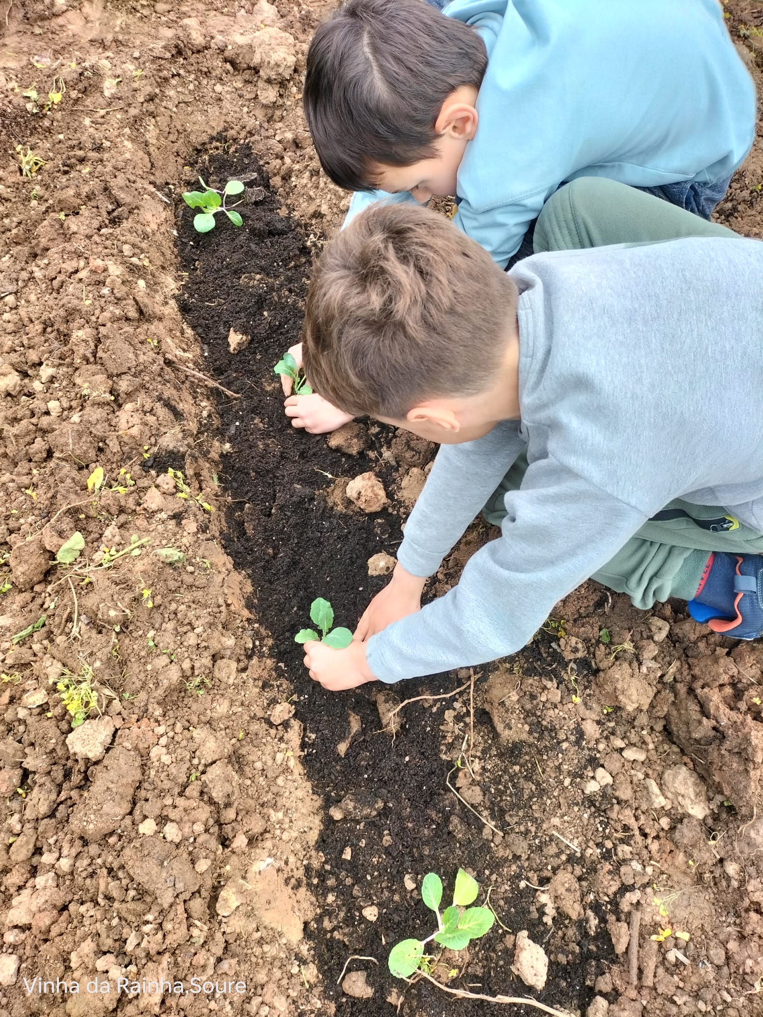 Sementeira após preparação da terra e germinação em sala de aula. Articulação entre ciclos - pré escola e 1.º ciclo.