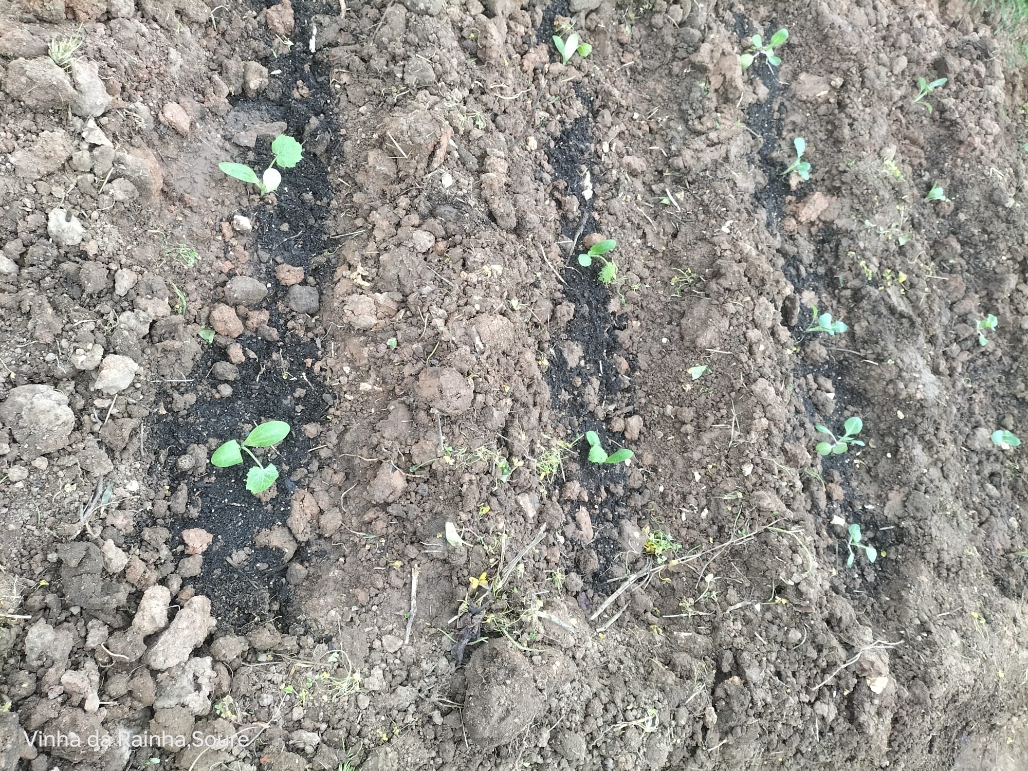 Algumas das plantas semeadas.