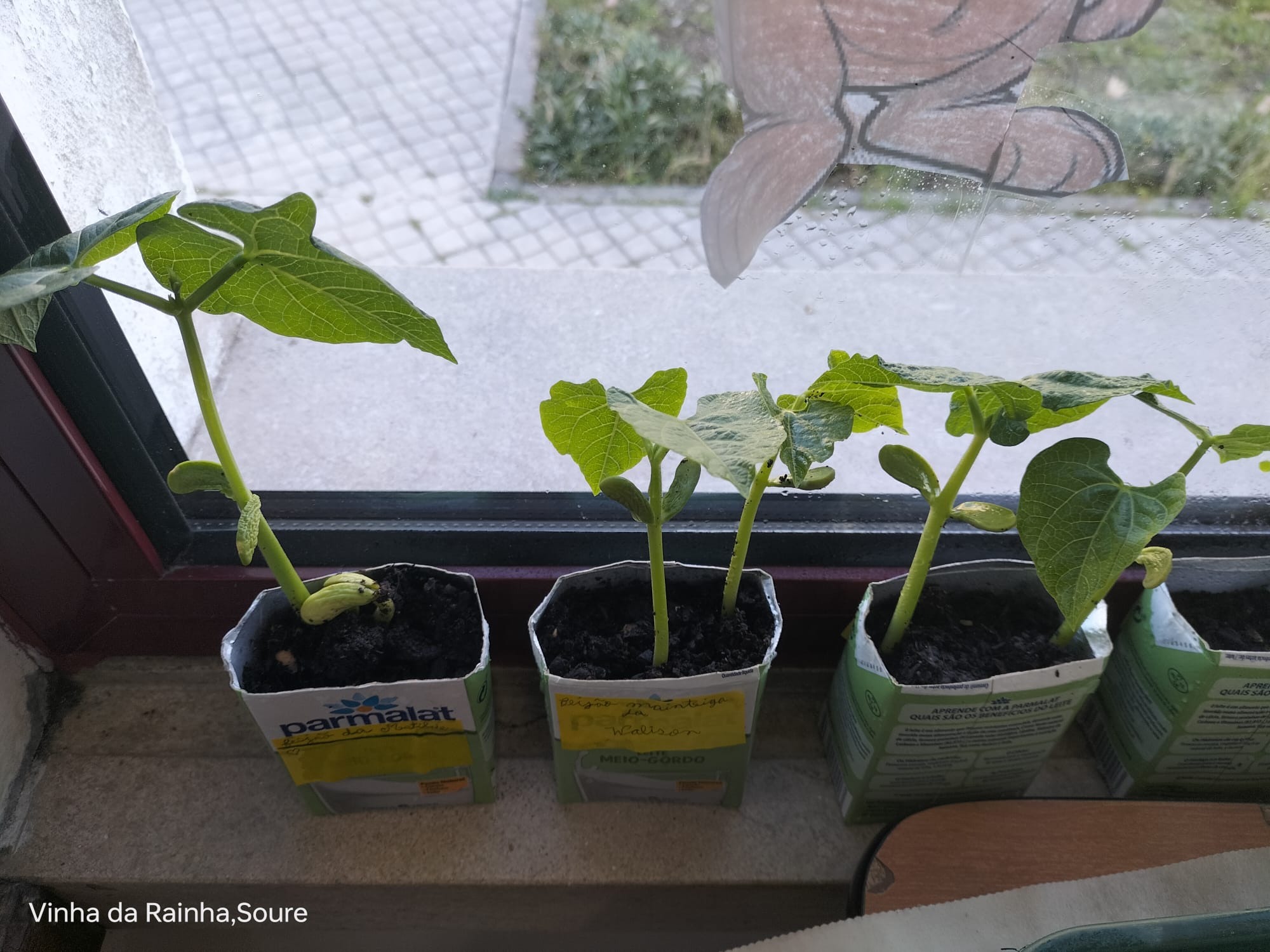 Germinação em sala de aula.