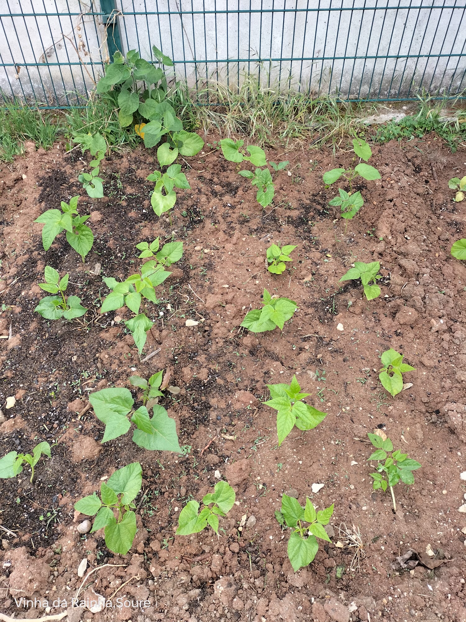 Feijoeiros