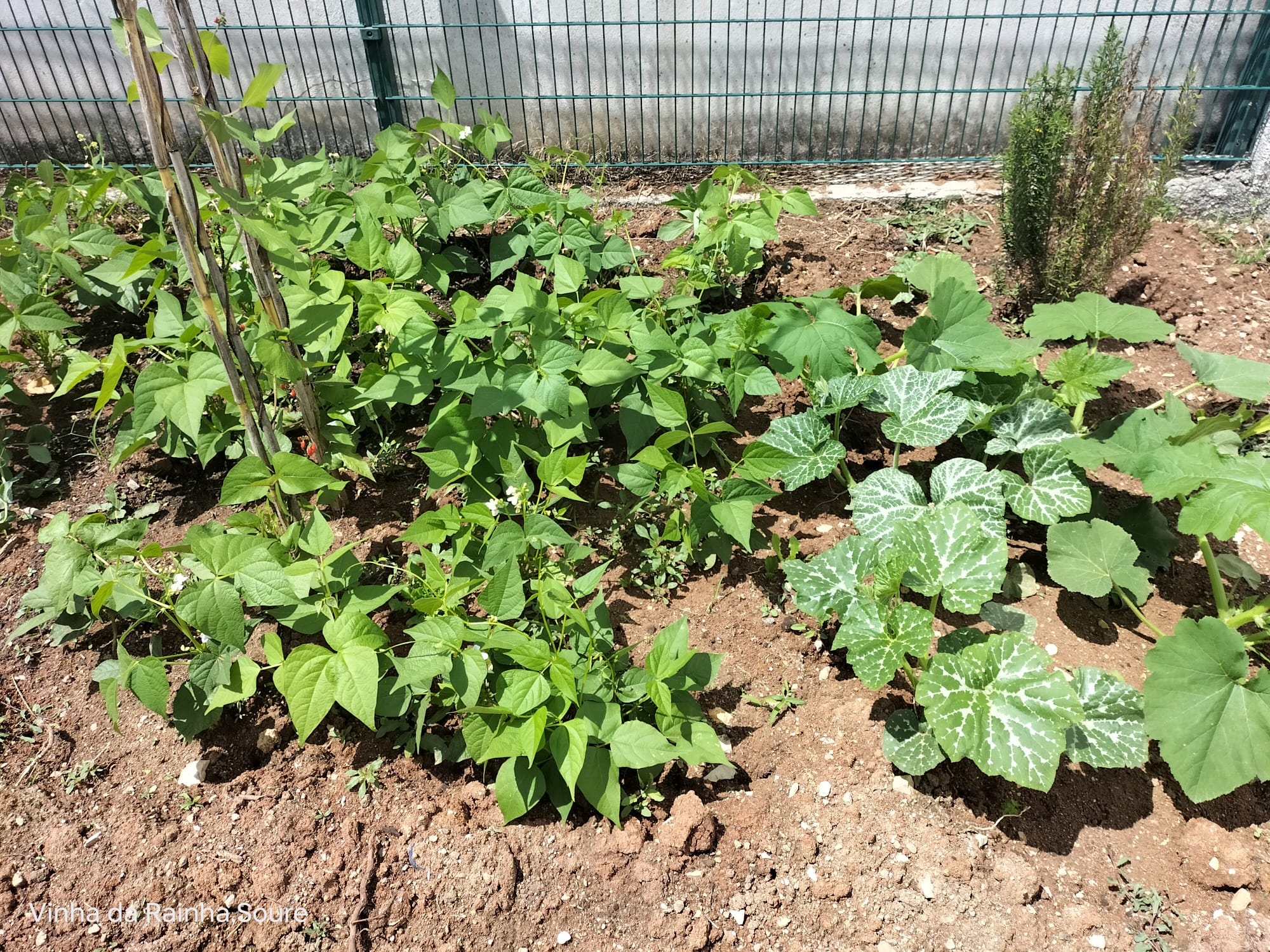 Feijoeiros e aboboreiras.