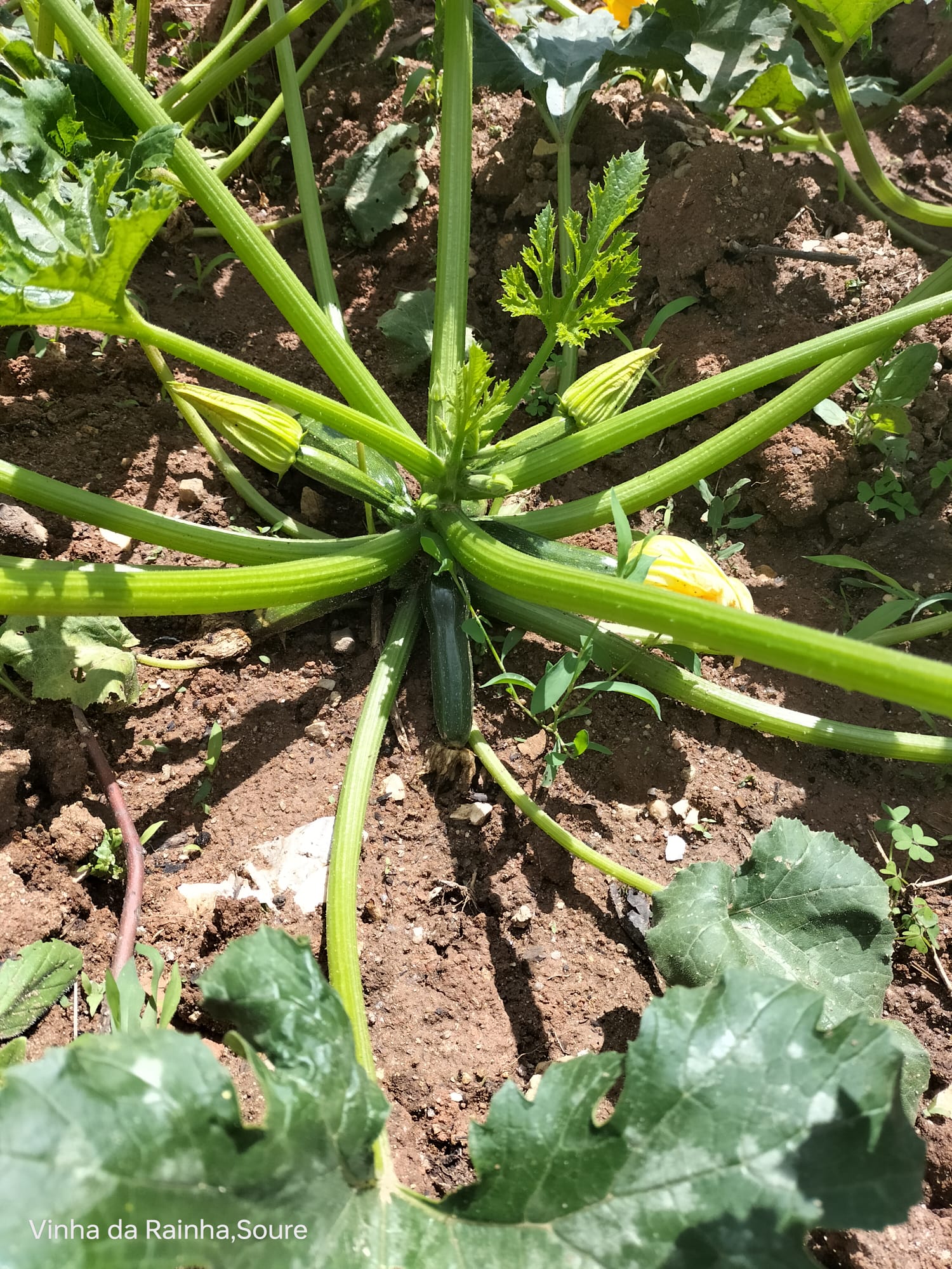 Uma das várias curgetes da horta.