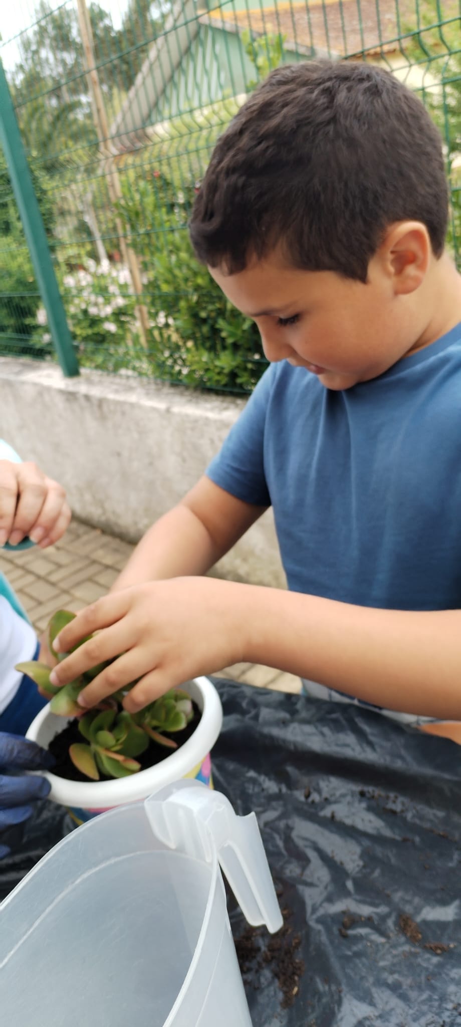 Dia da mãe- Transplantação e desenvolvimento de plantas para oferta às mães.