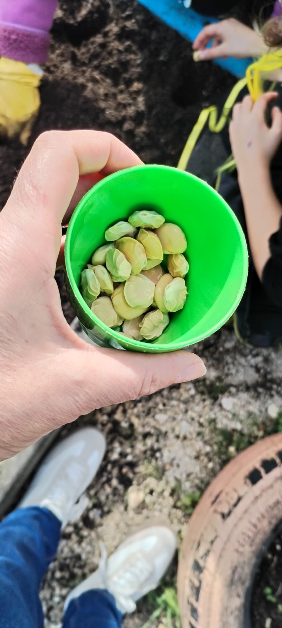 Início da plantação para o ciclo do tremoço