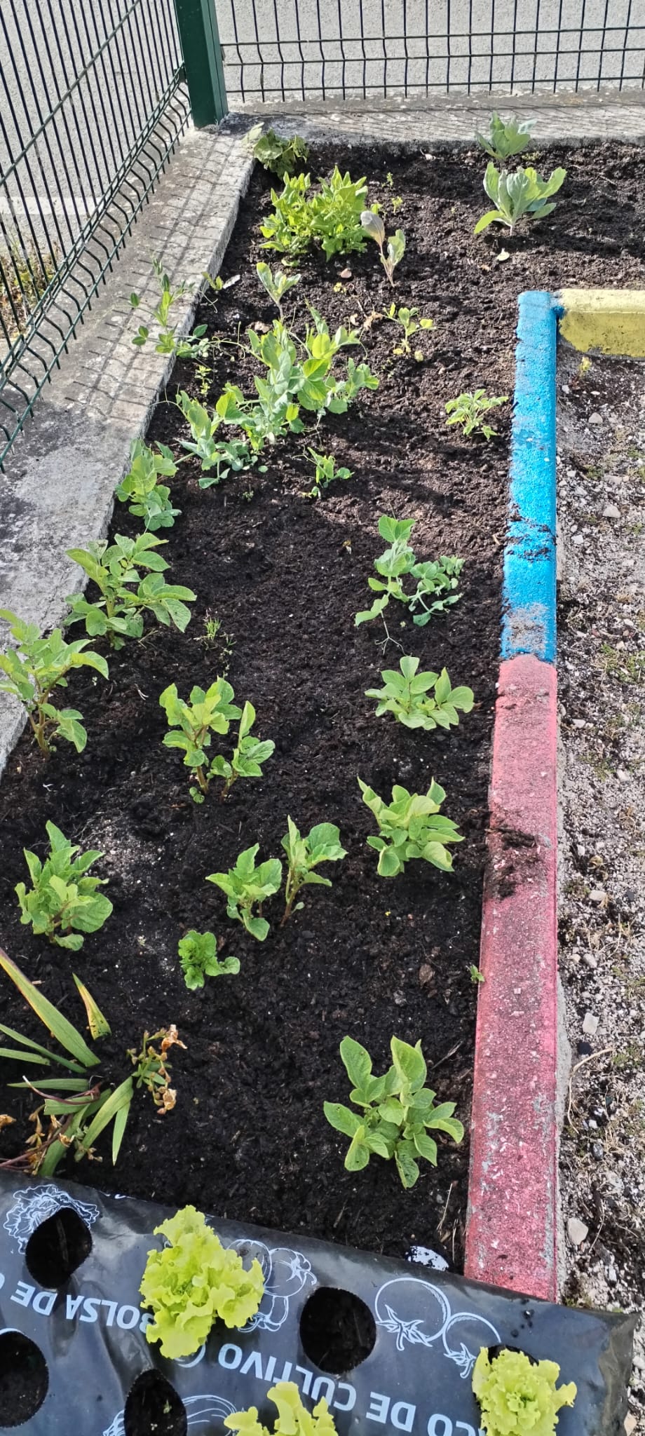 manutenção da horta - limpeza de ervas daninhas