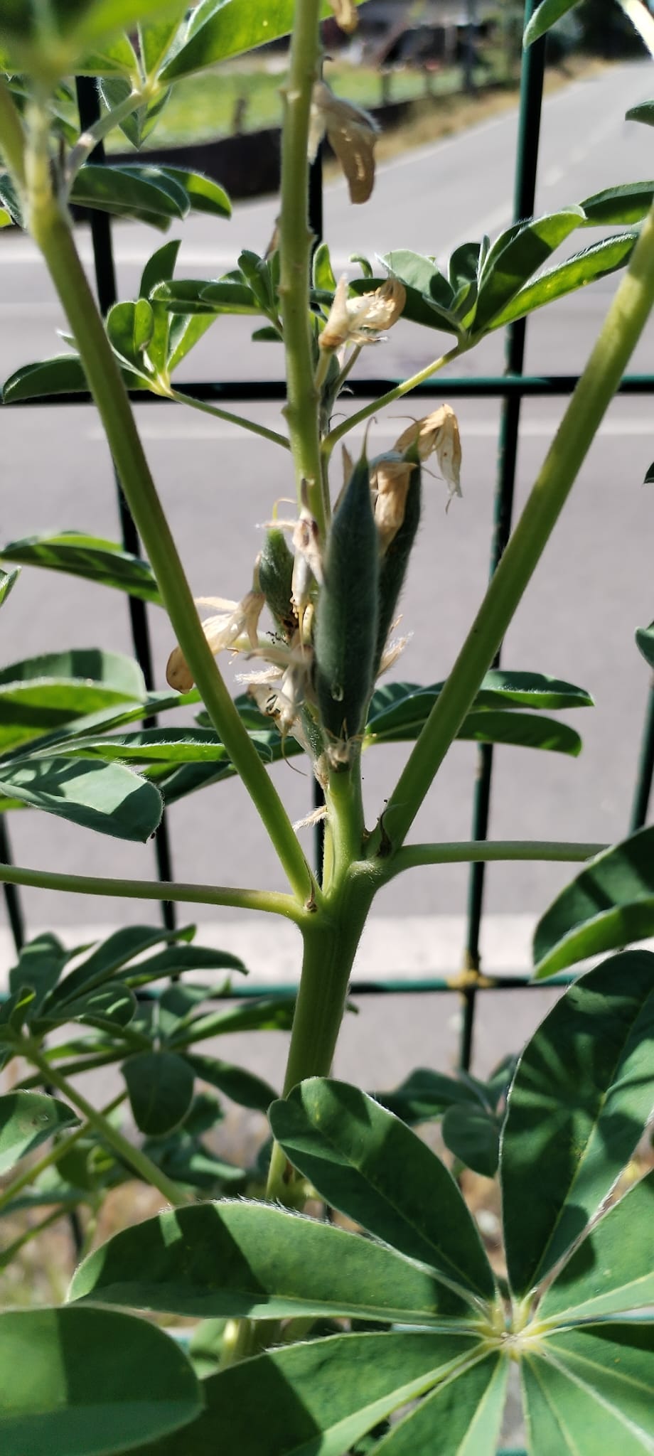 manutenção da horta - início da verificação do crescimento do fruto na planta do tremoço
