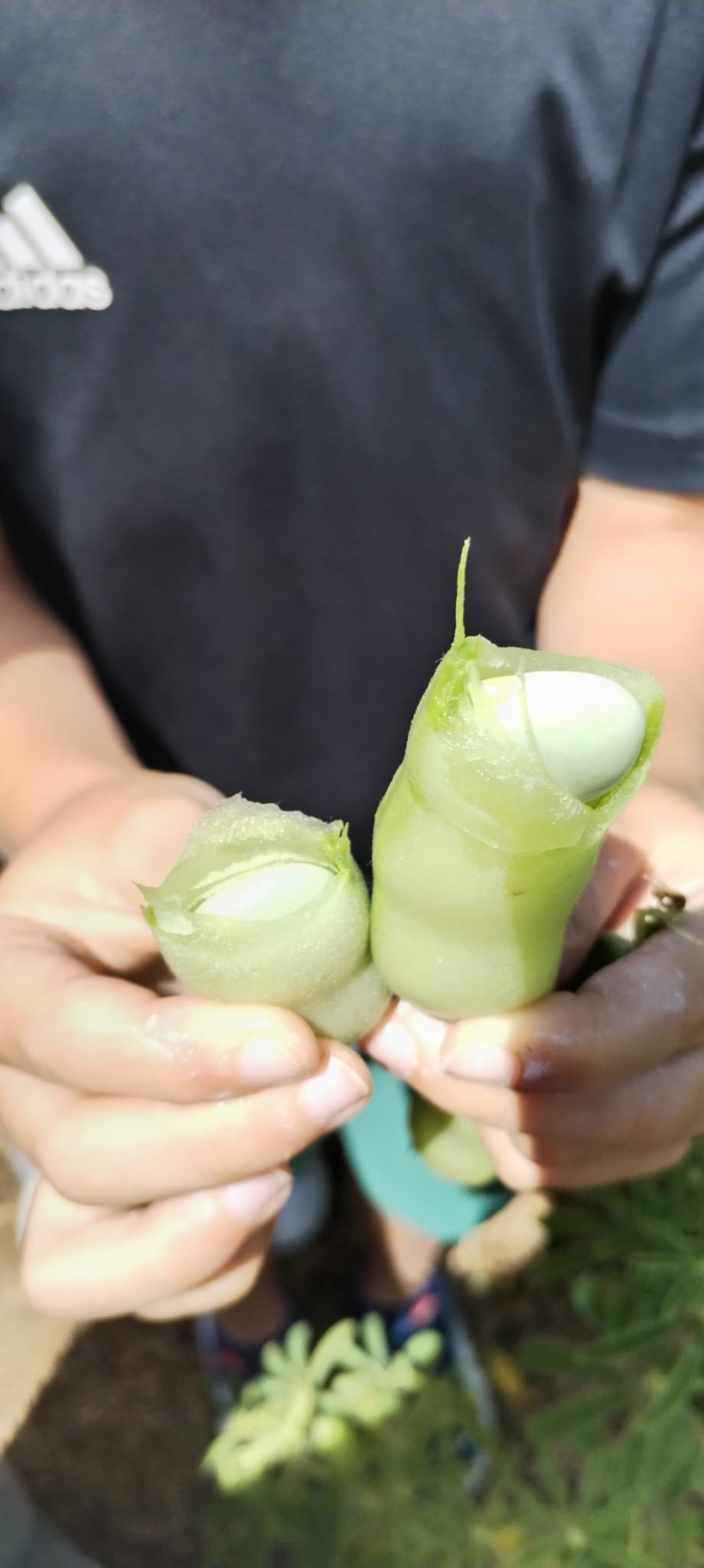 Colheita de produtos da horta - verificação do estado da planta