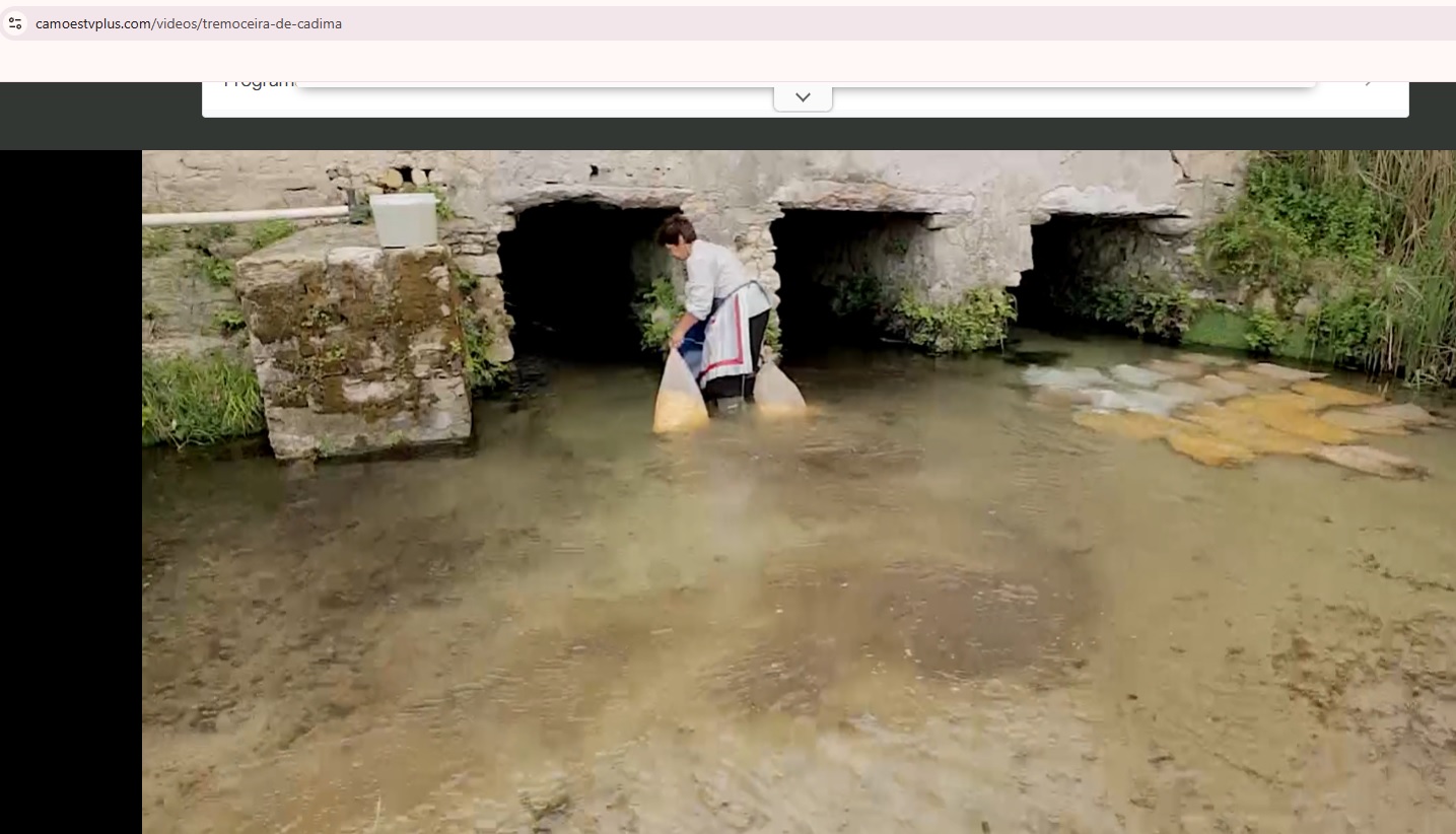 Visualização do ciclo completo dos tremoços - dada a planta não ter terminado o seu desenvolvimento, foi mostrado aos alunos um vídeo das etapas seguintes à colheita do tremoço- Tremoceira conhecida localmente