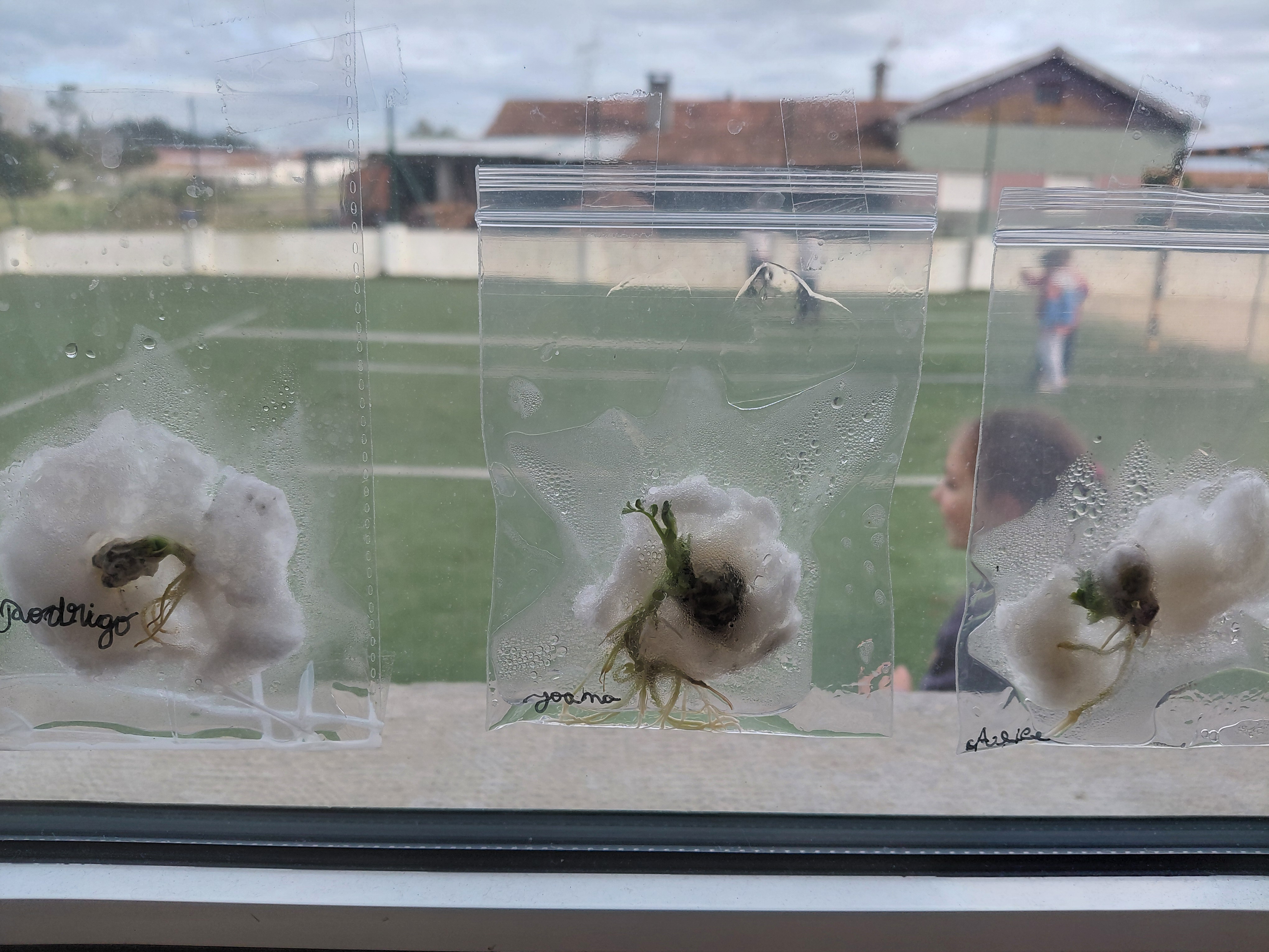 Os alunos realizaram algumas sementeiras para observarem a germinação.