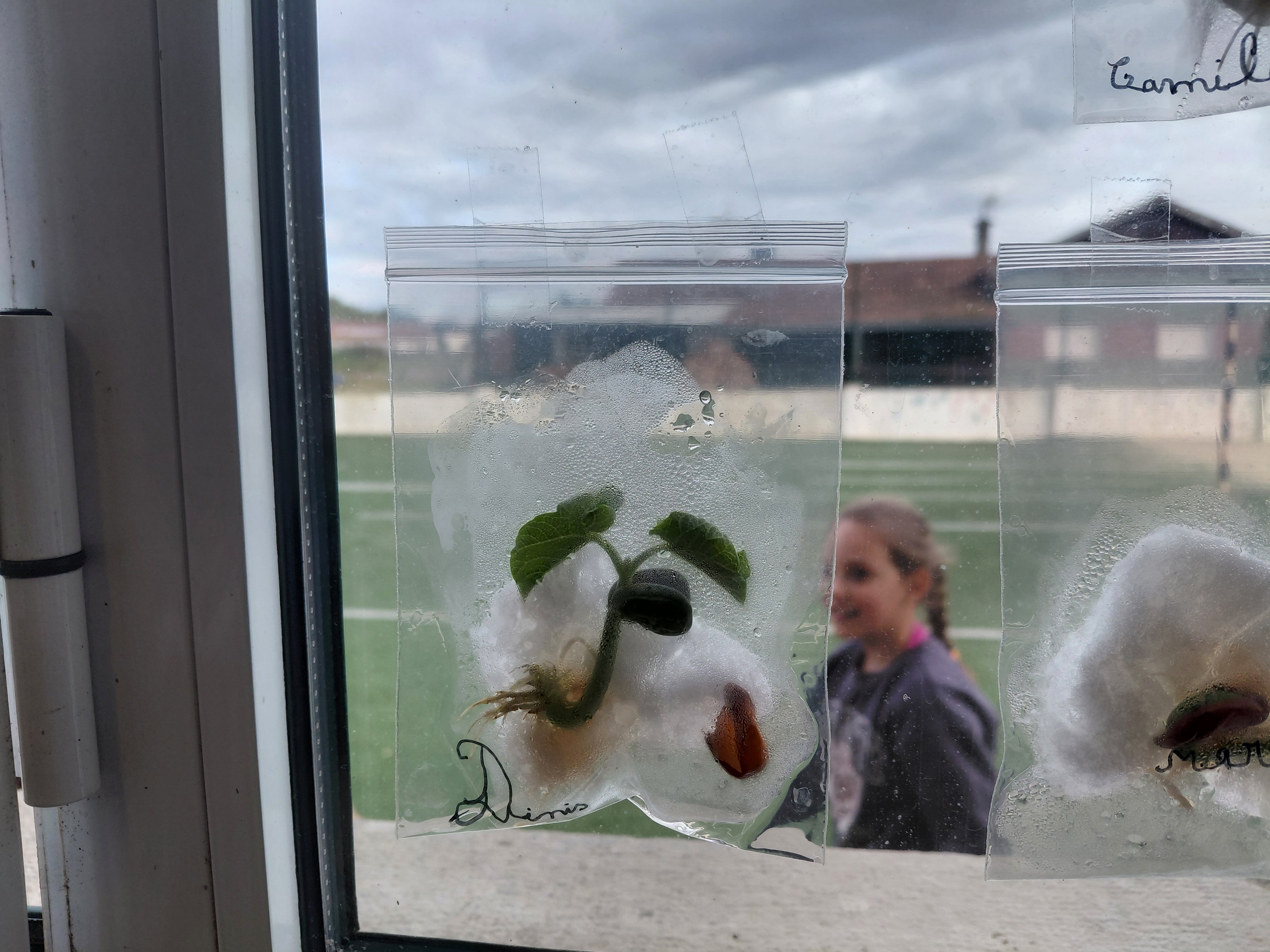 A germinação nas janelas da Sala!!