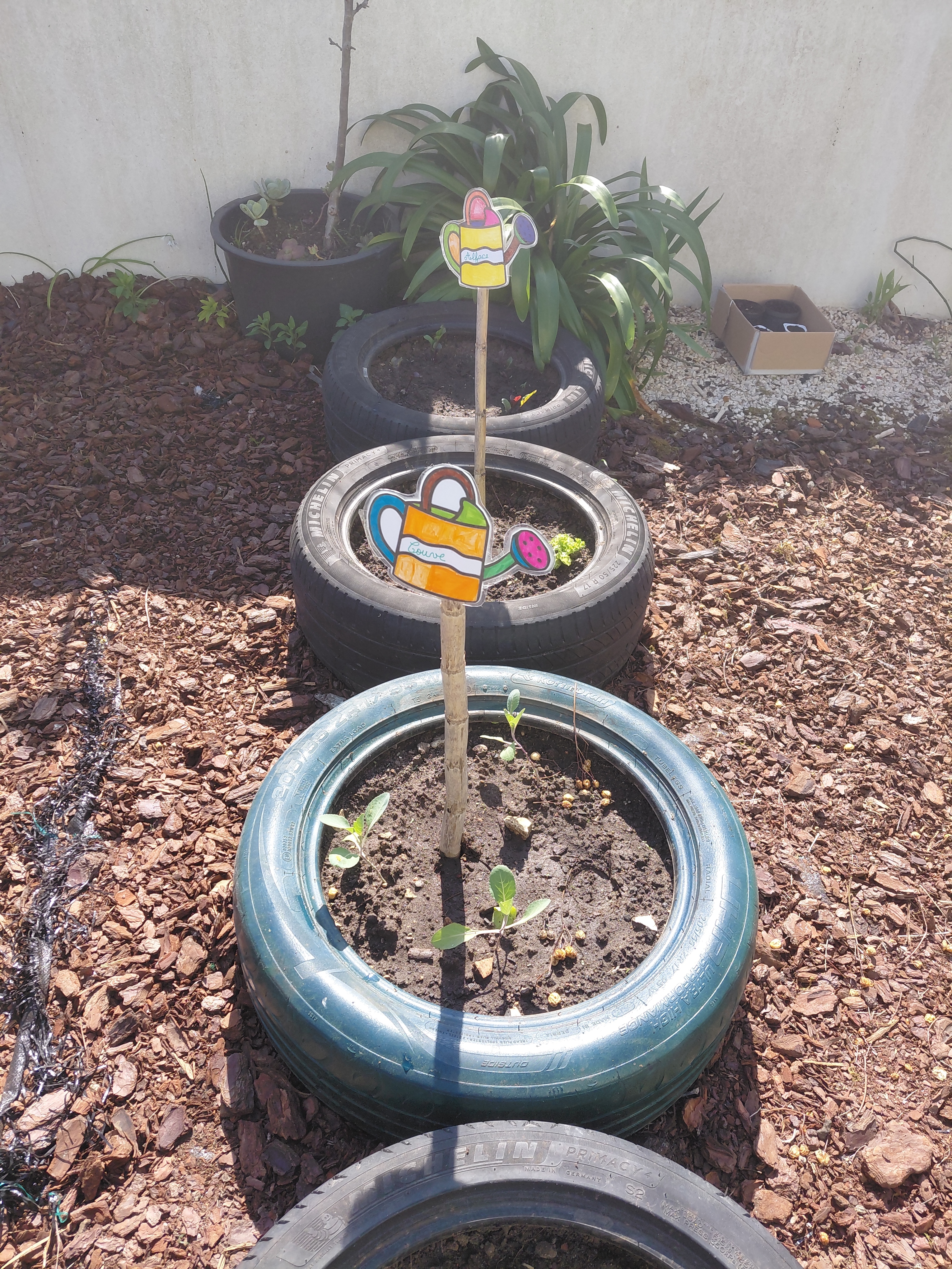 Os alunos começaram a colocar a identificação do que plantaram.