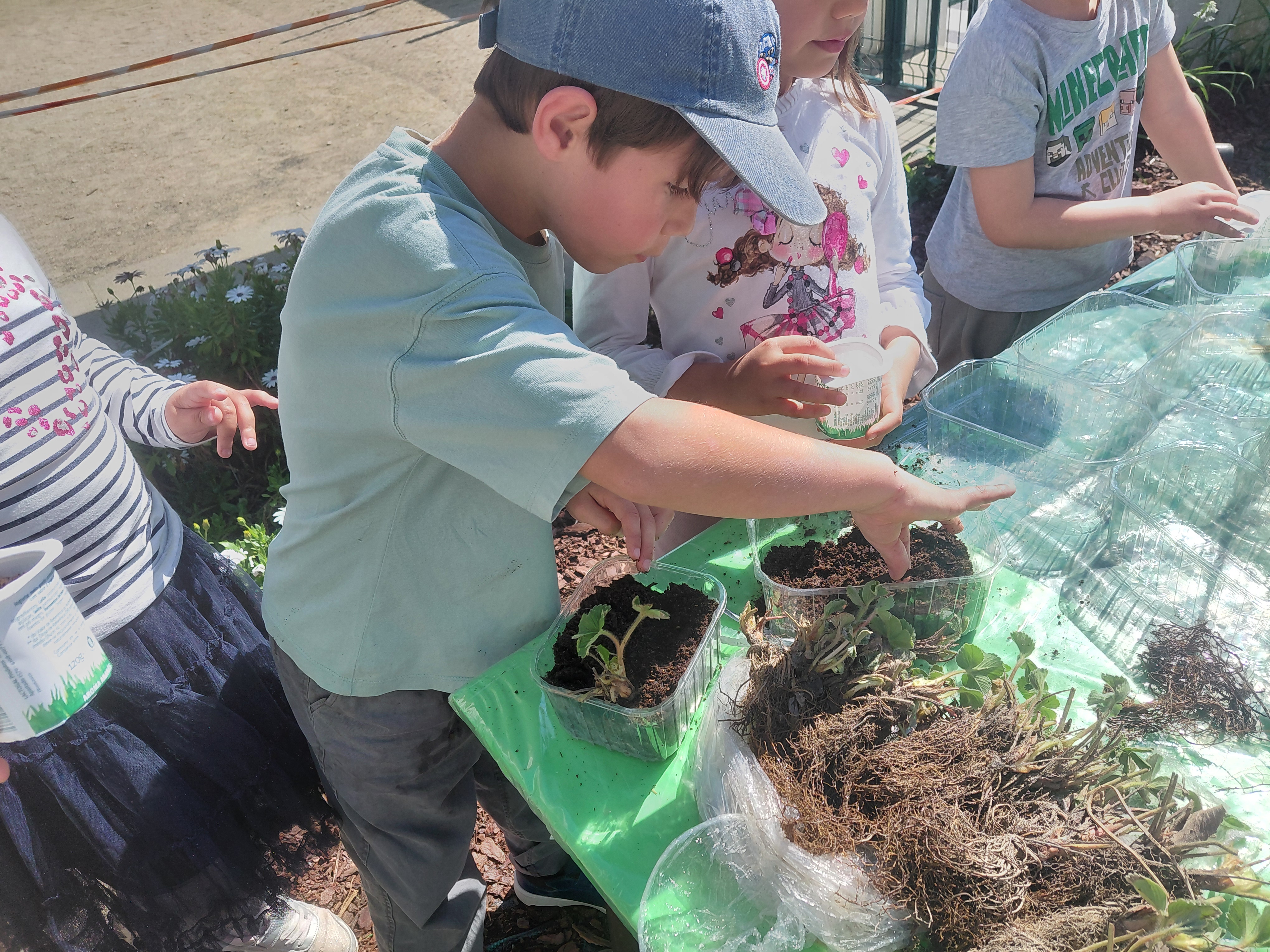 Os alunos mudaram as plantas germinadas para a terra.