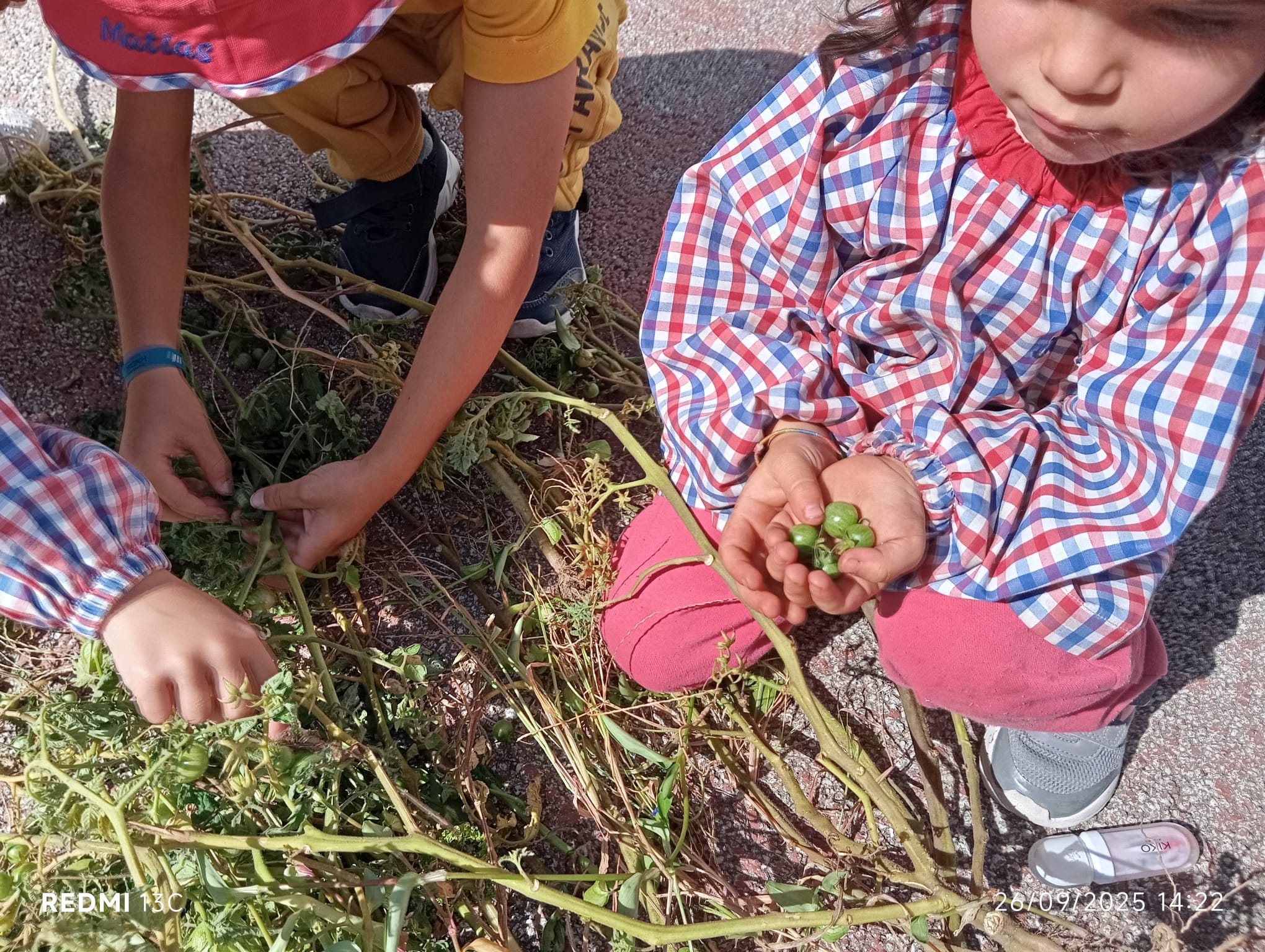limpeza e colheita da horta do verão
