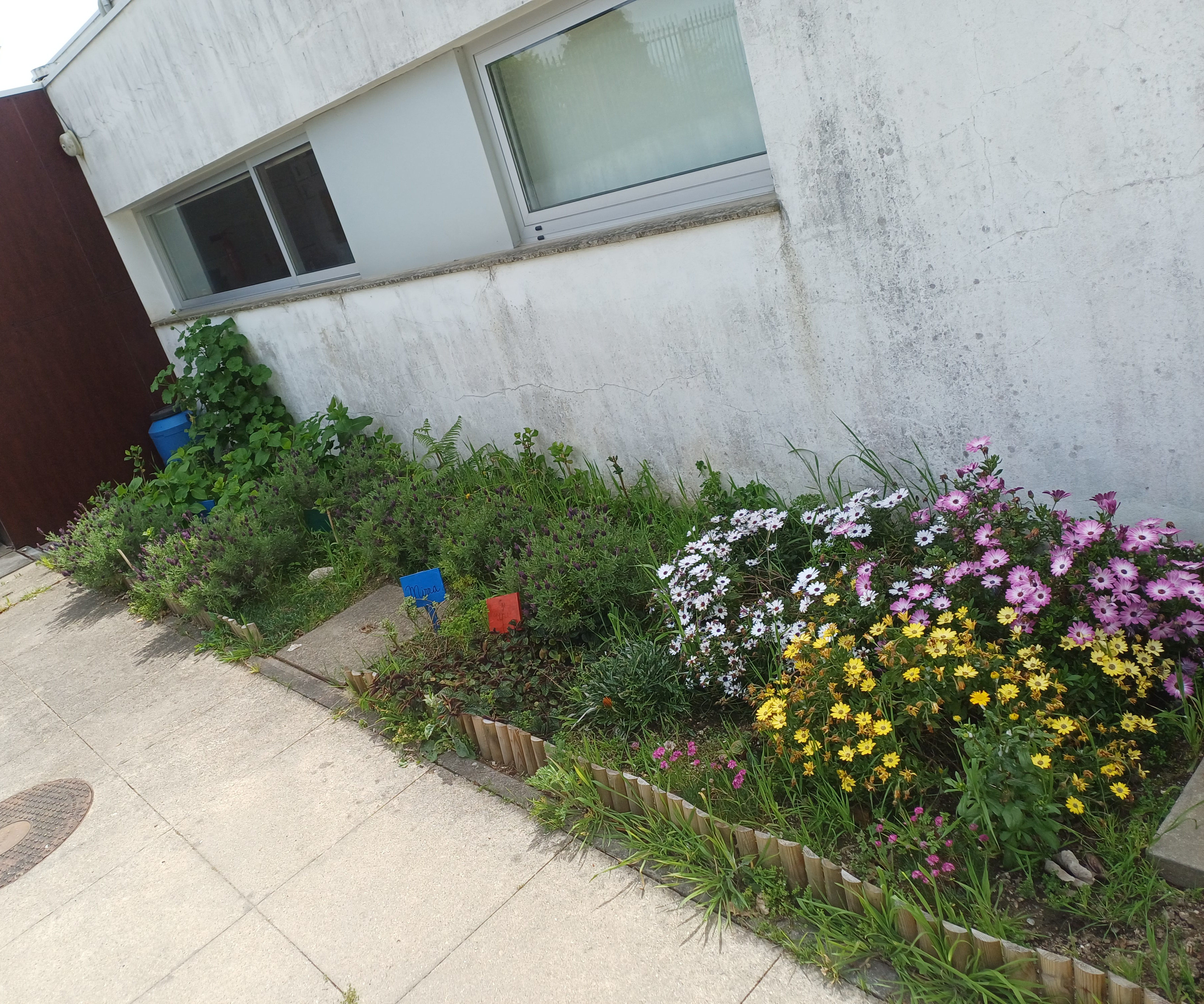 cantinho de aromáticas e flores - contra pragas da horta