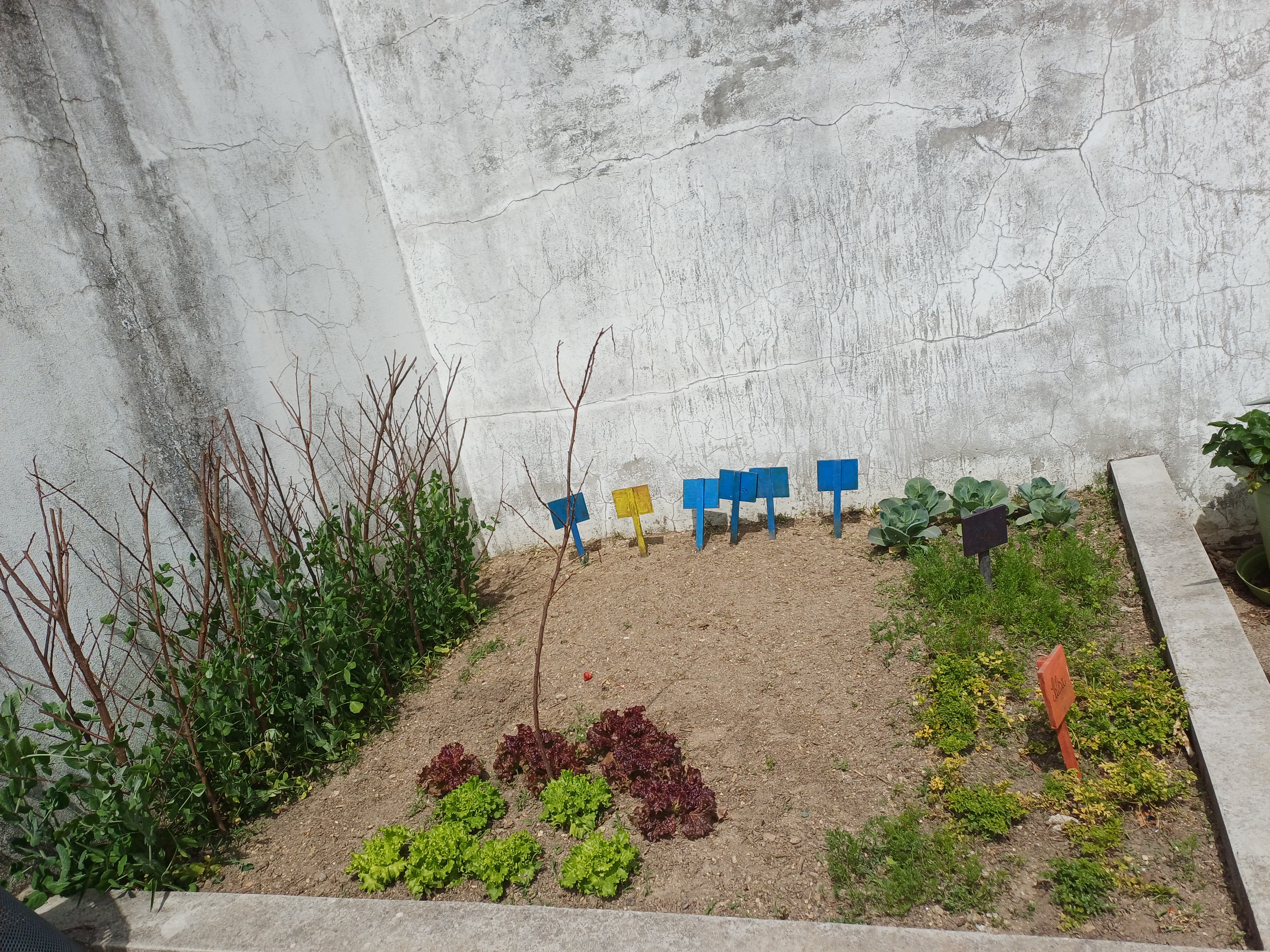 crescimento das ervilhas, alfaces, cenouras. Apanha das cebolas de inverno