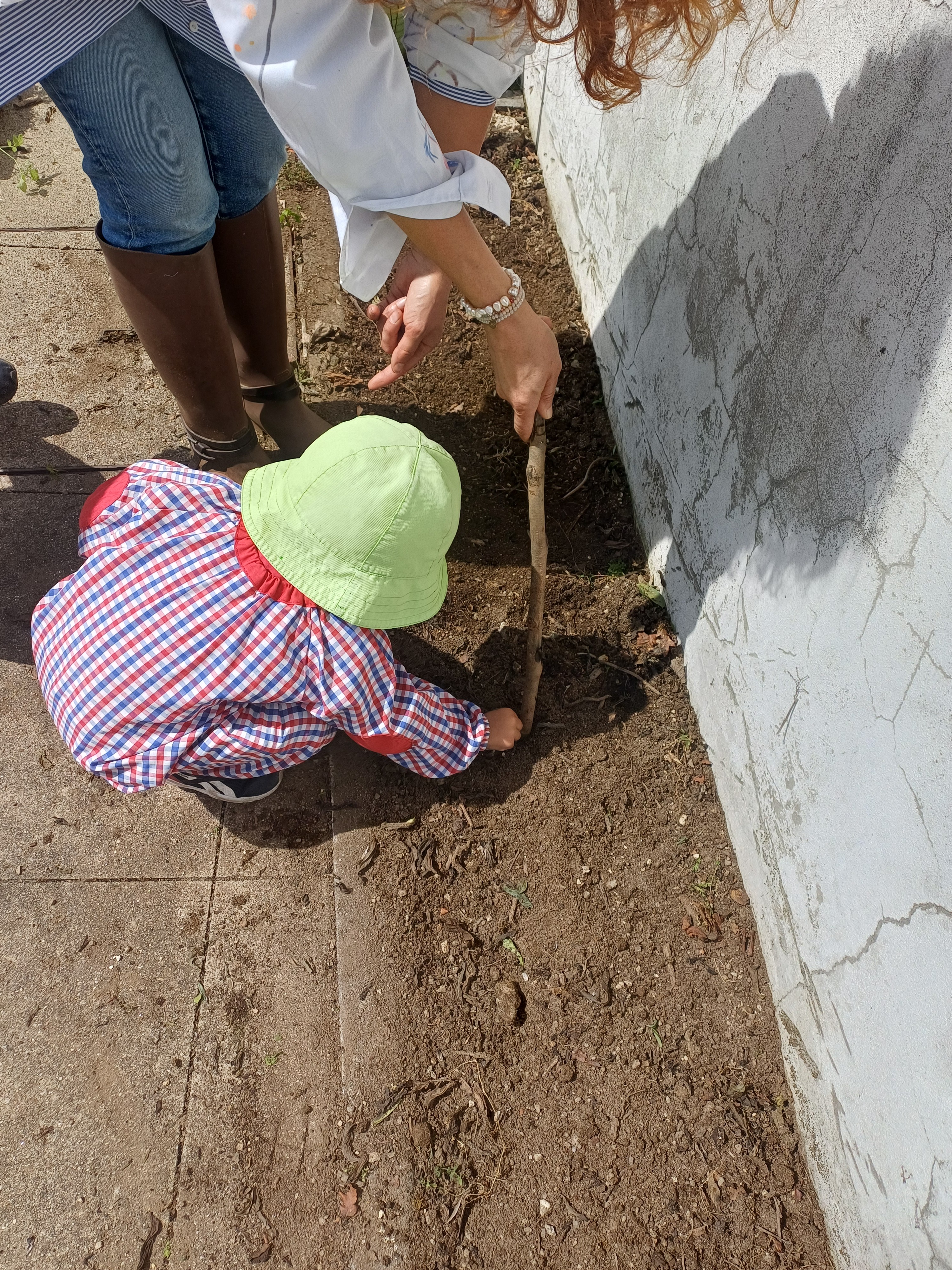 preparação da terra e semear feijões