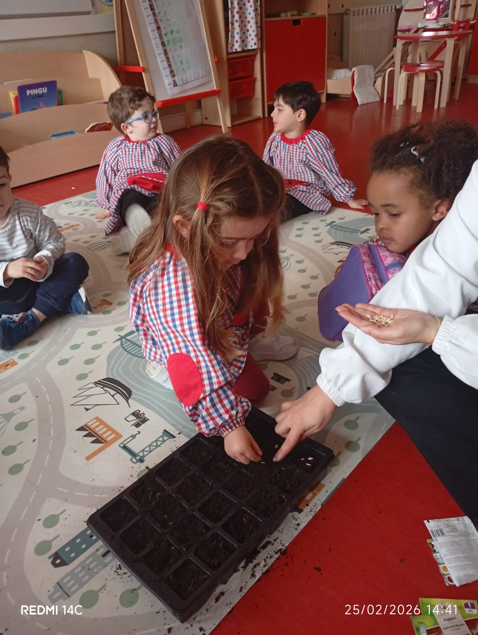 preparação das sementeiras de pepinos, tomates, tomate cherry e pimentos