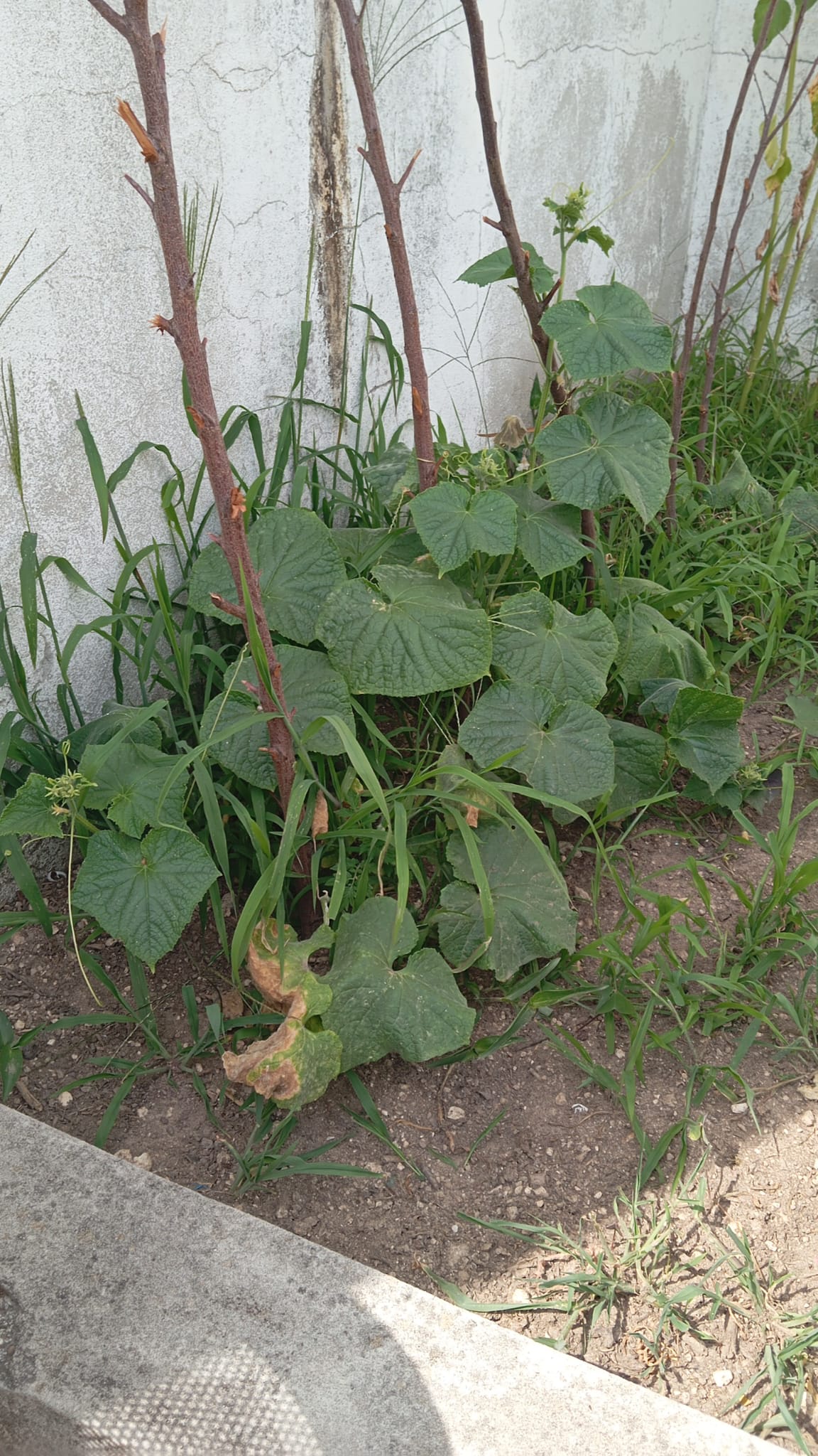 pepinos