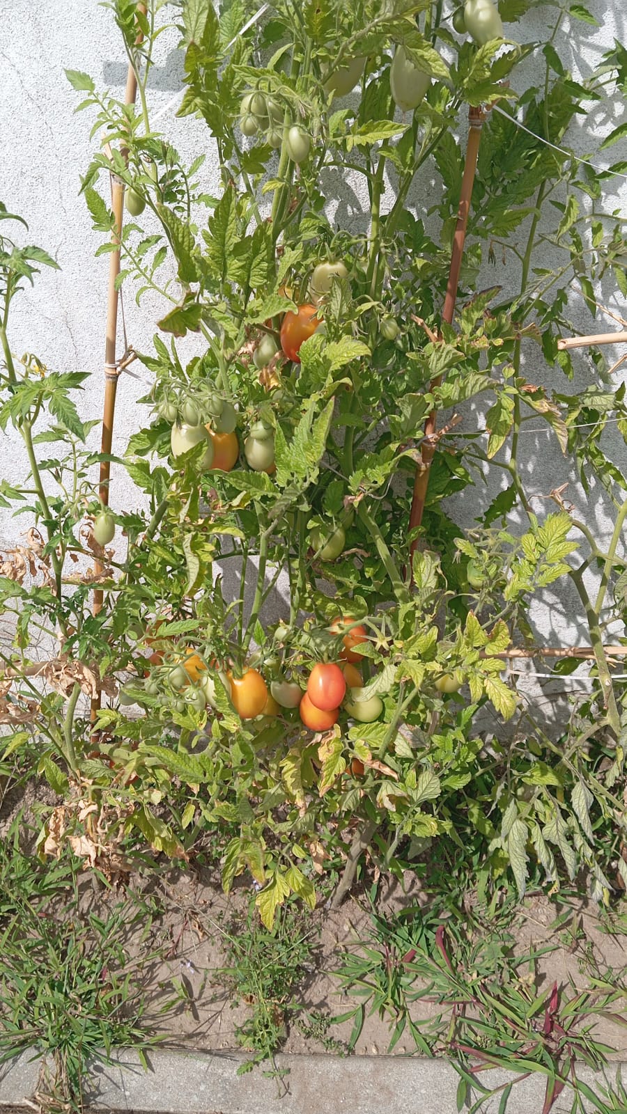tomates